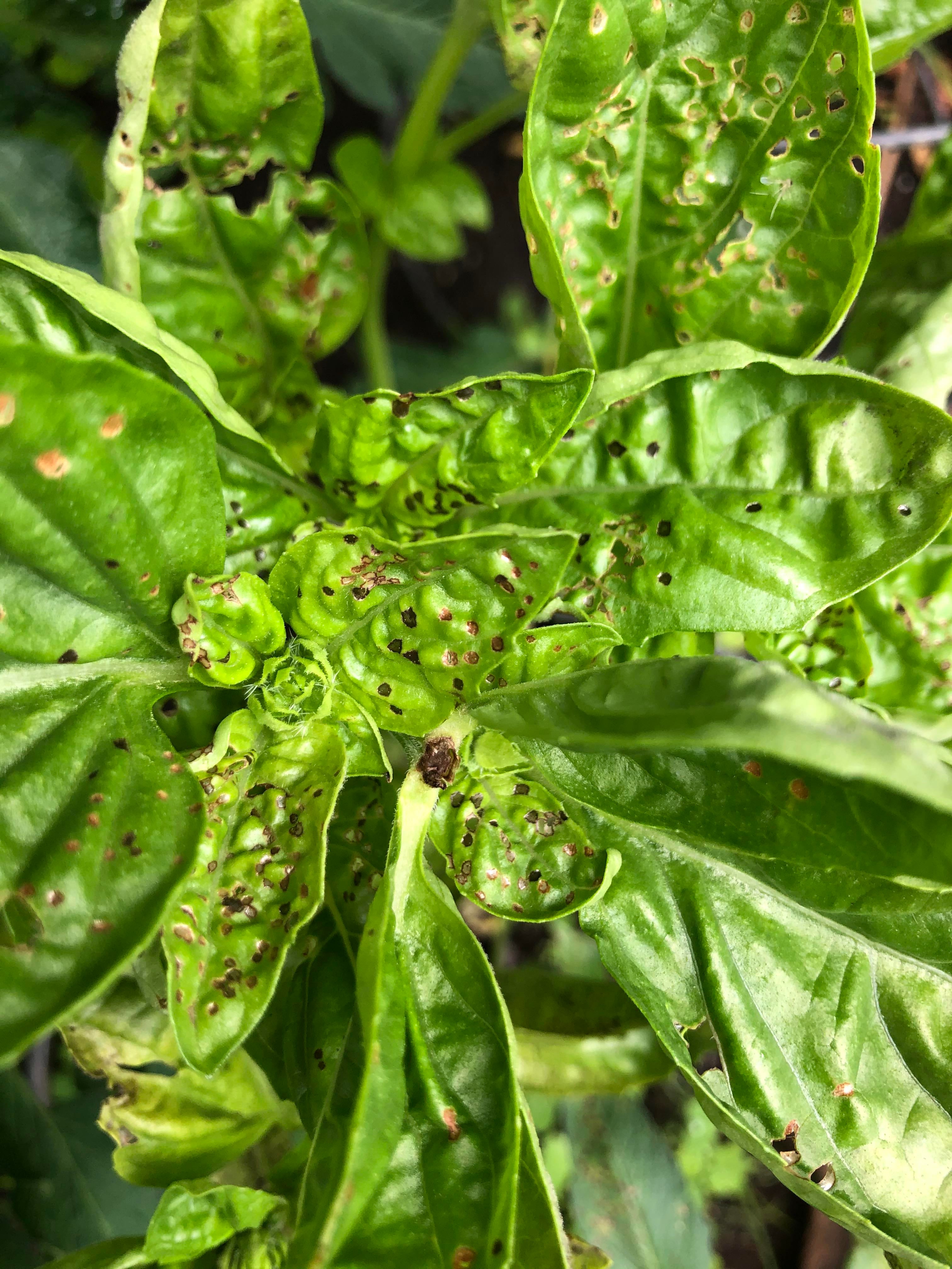 What’s up with my basil? It also has what looks like mold on the