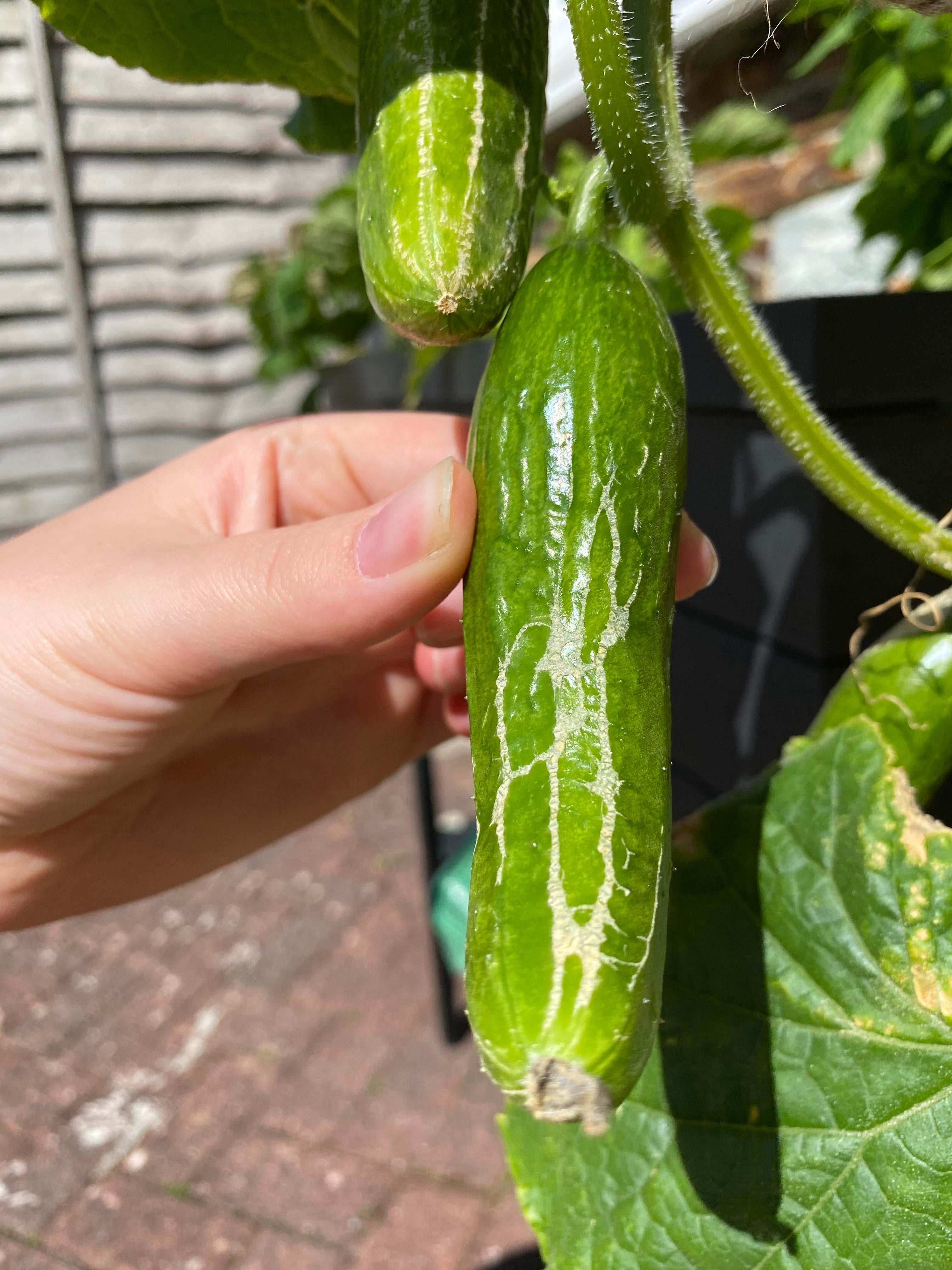 Does anybody know why this is happening to all my cucumbers? It’s