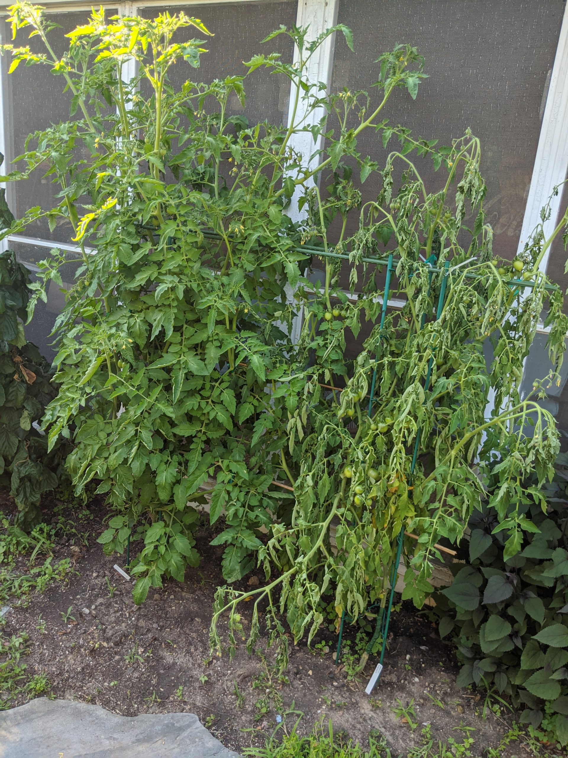 What would cause a tomato plant to suddenly wilt and die in a matter of hours? Dining and Cooking