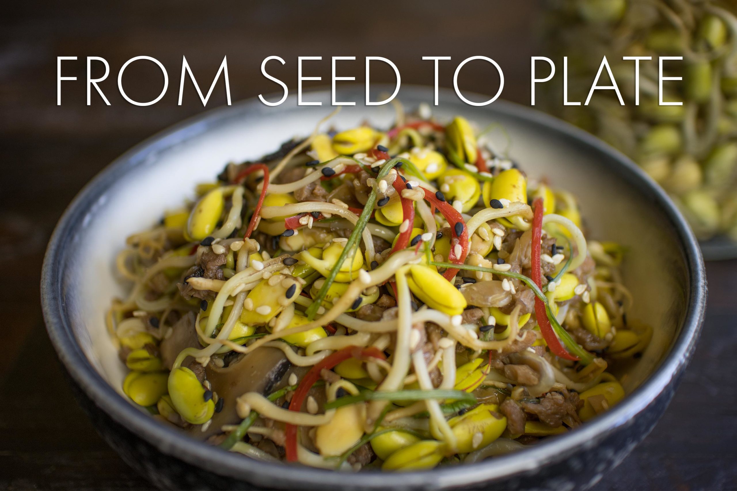 Sprouting soybeans in a jar indoors and turning it into stirfry Dining and Cooking