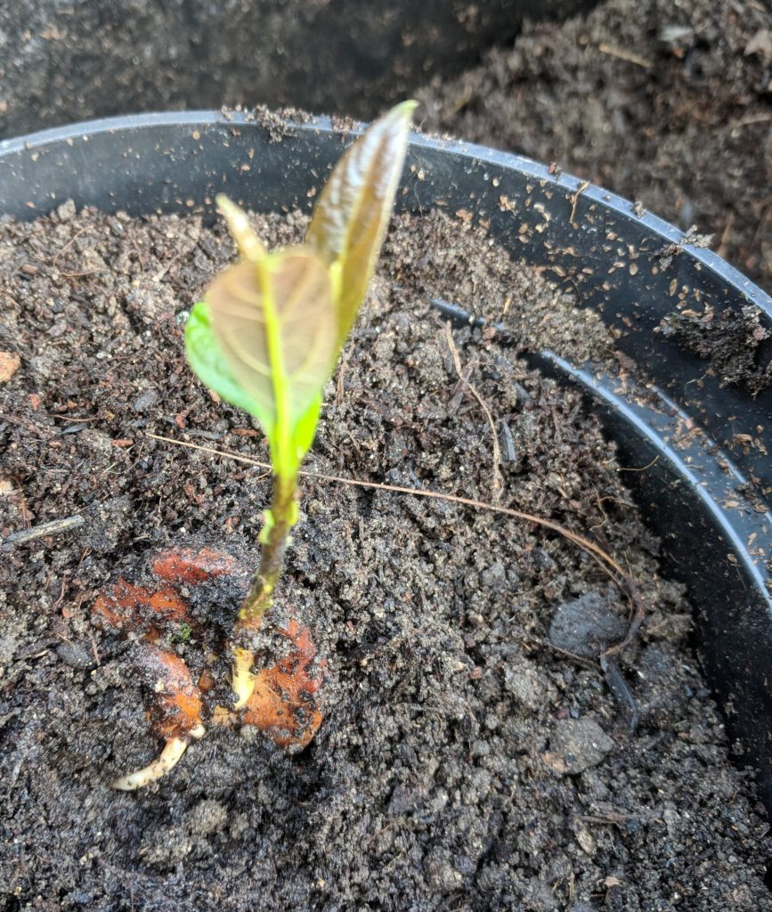 Threw an Avocado stone in my compost a couple of years ago, and to my astonishment, its sprouted :)