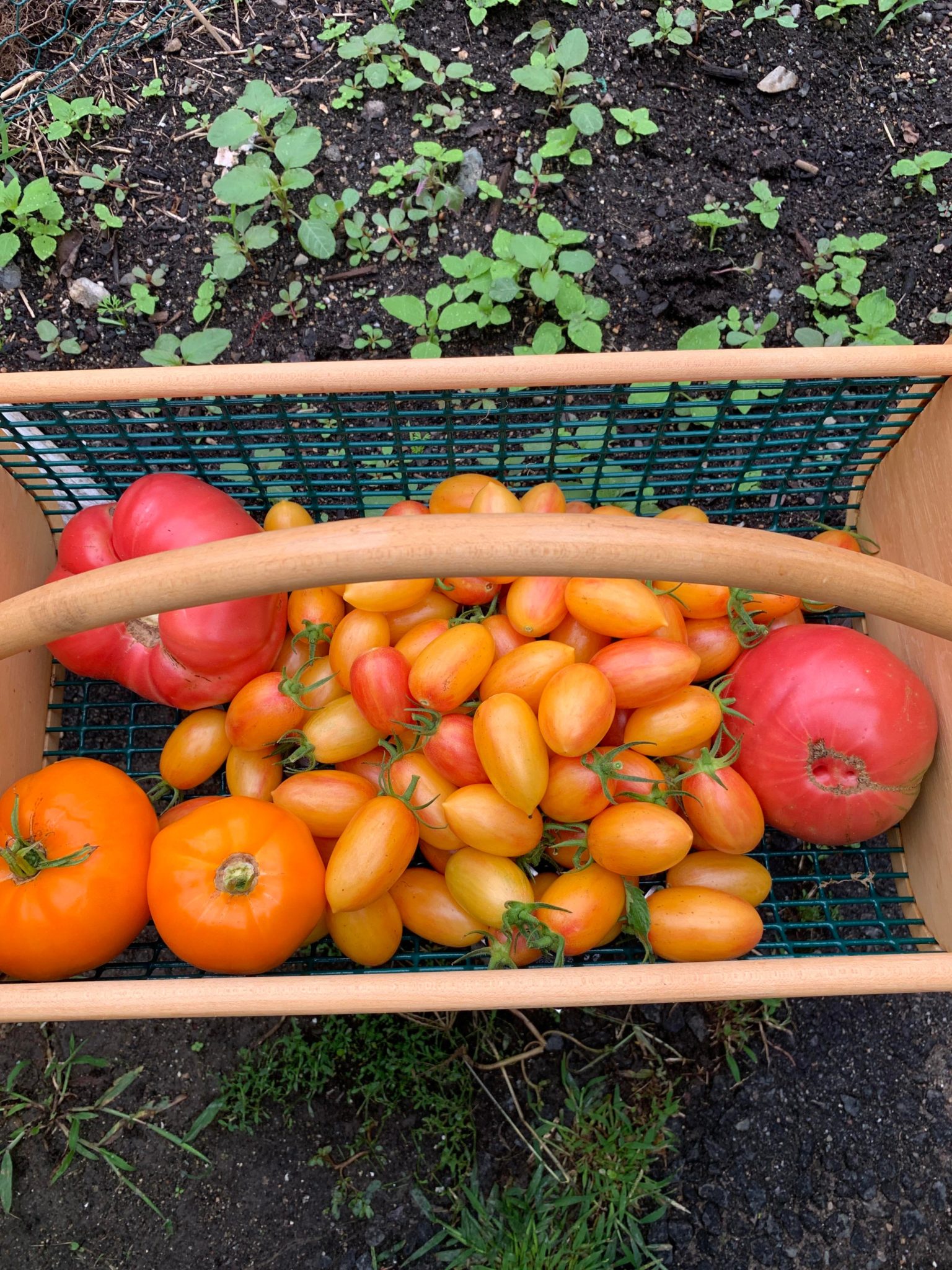Low temp pasteurization using a sous vide machine. Dining and Cooking
