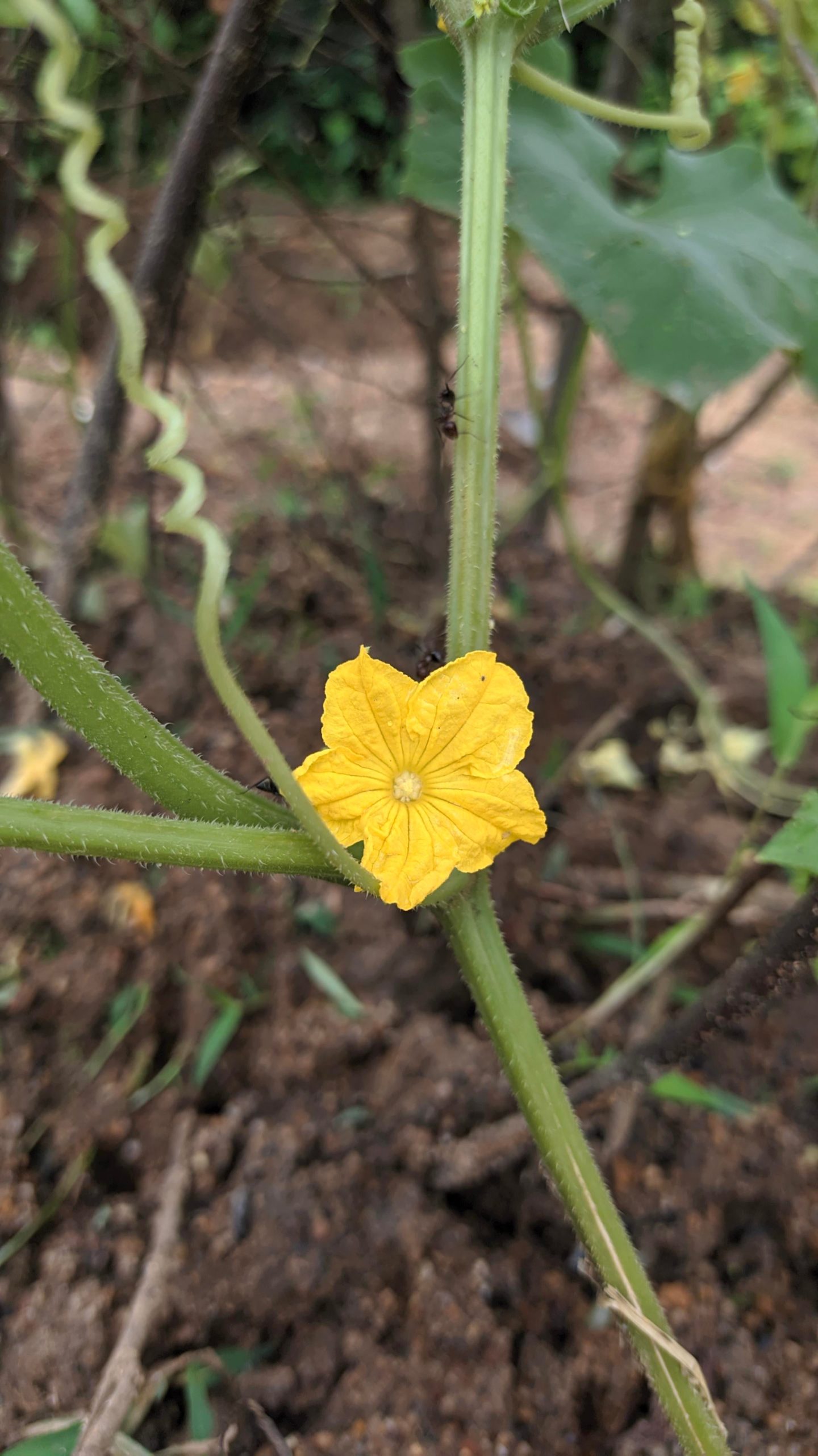 Ridge gourd flower... Dining and Cooking