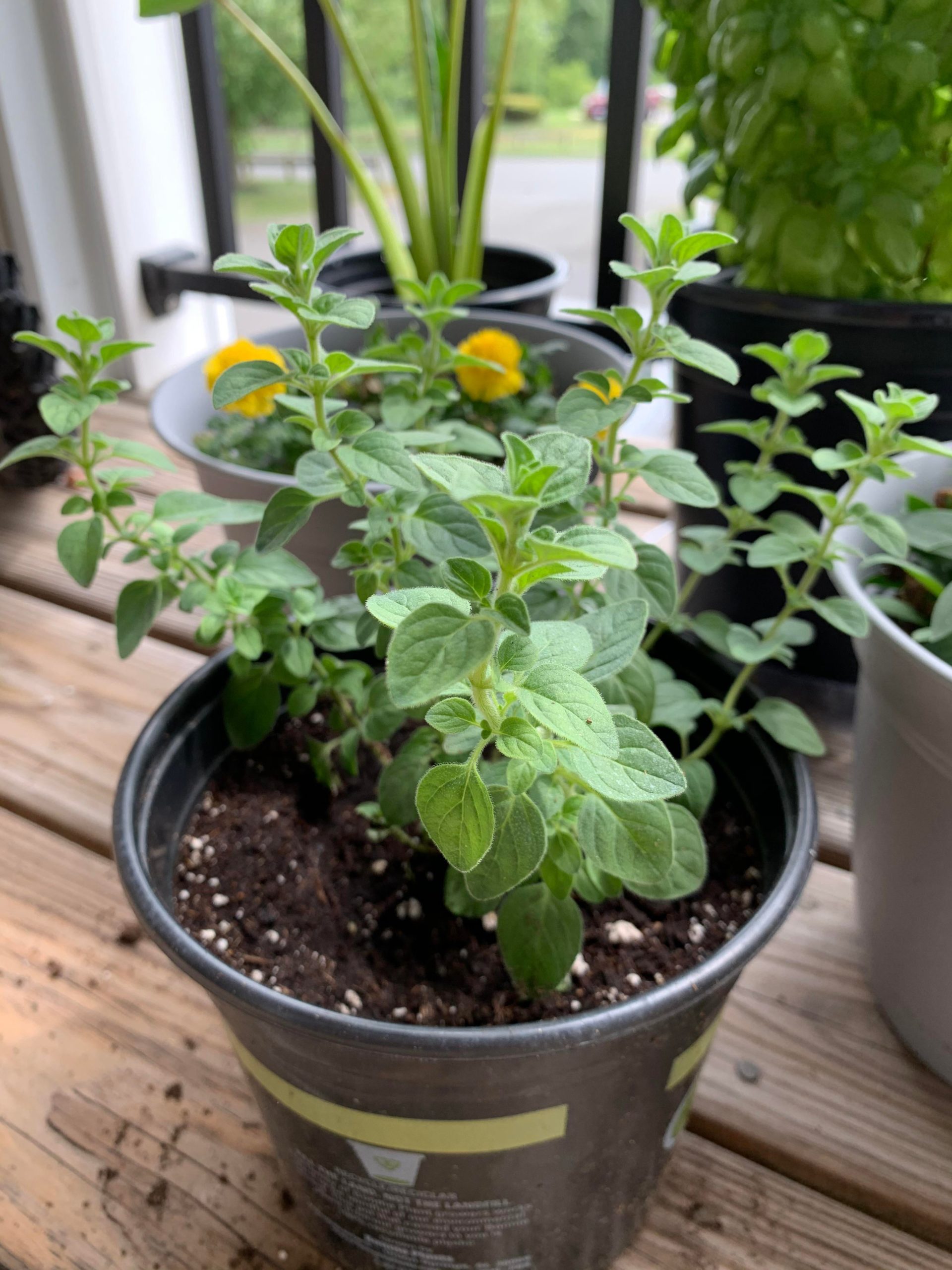 Love the smell of this oregano plant Dining and Cooking