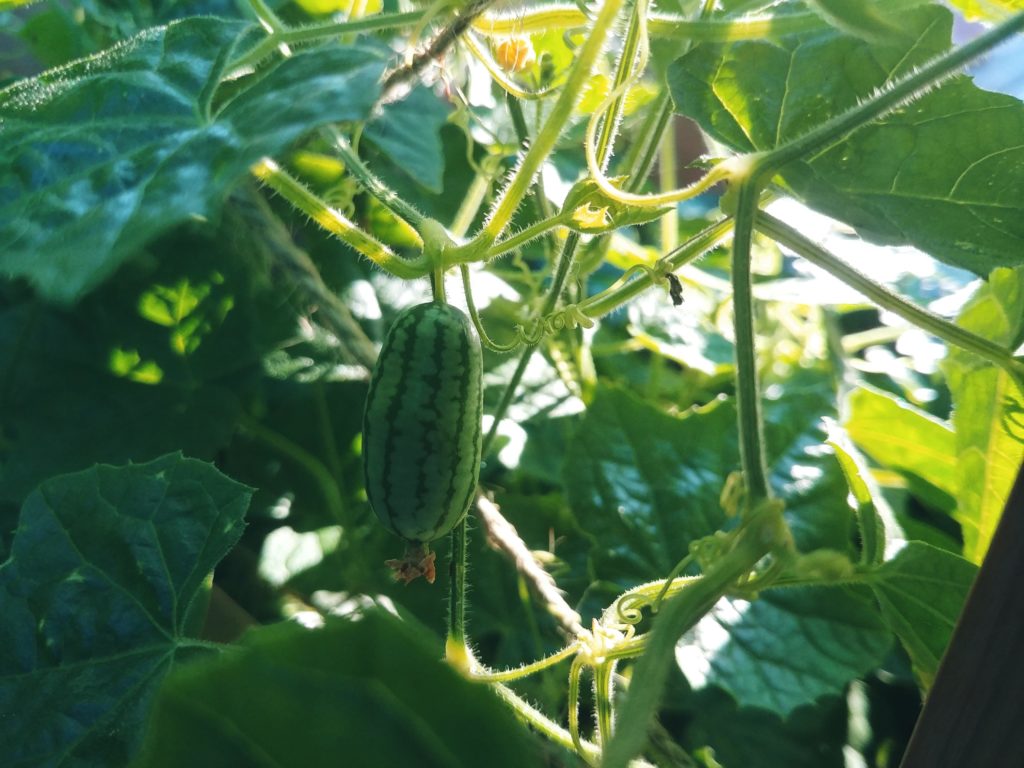 I present to you my first cucamelon! Is it big enough to eat now?