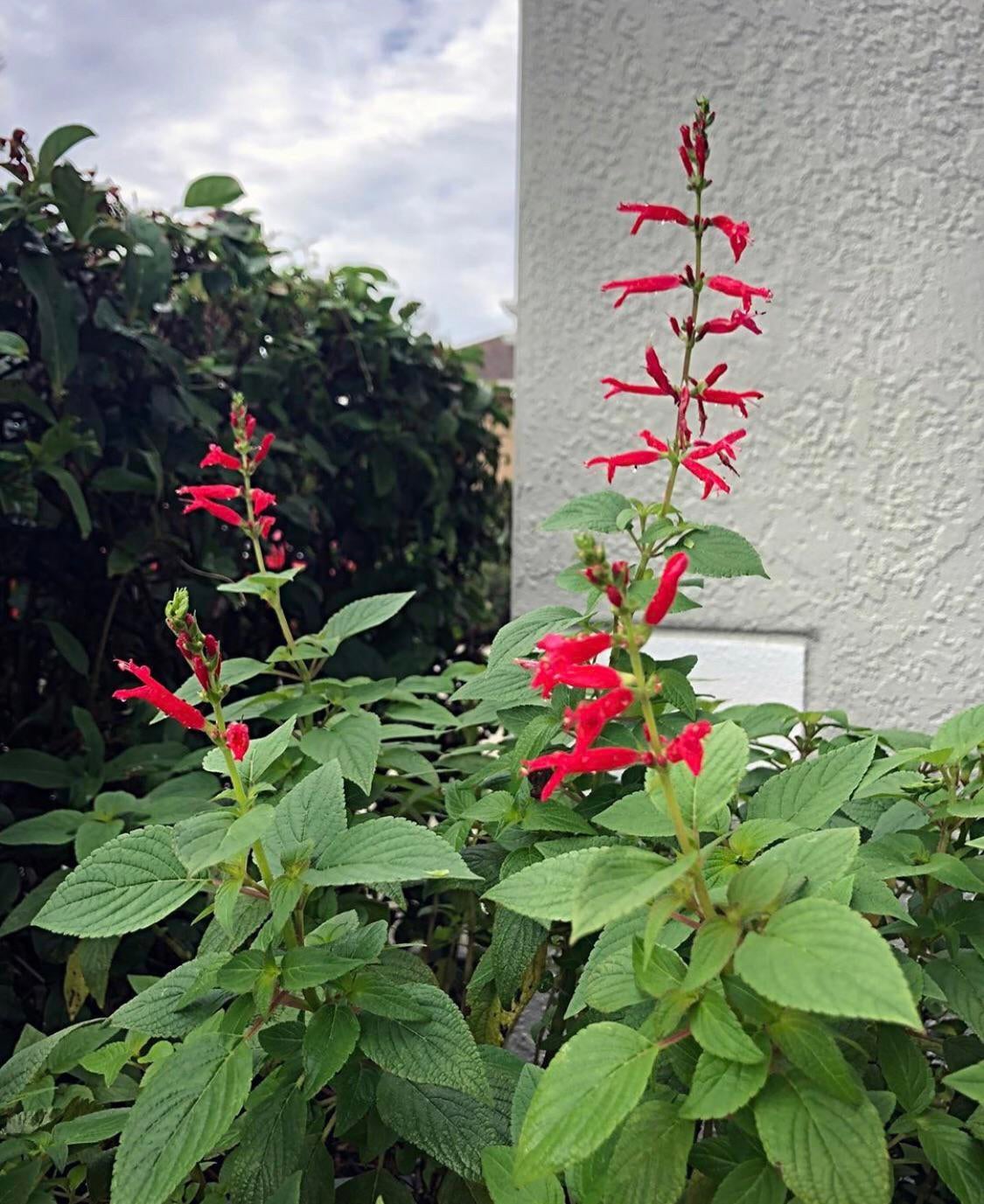 My pineapple sage is so happy these days 🥰 Dining and Cooking