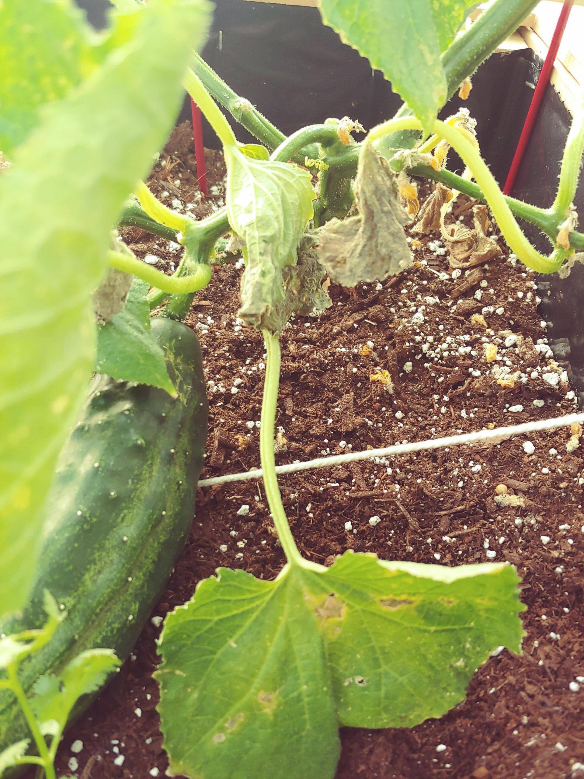 Is my cucumber plant dying!? The bottom leaves are turning black and