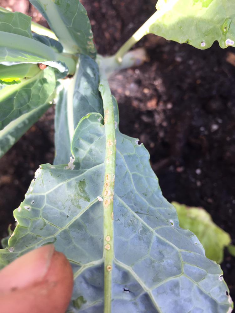 What is eating my kale? Dining and Cooking