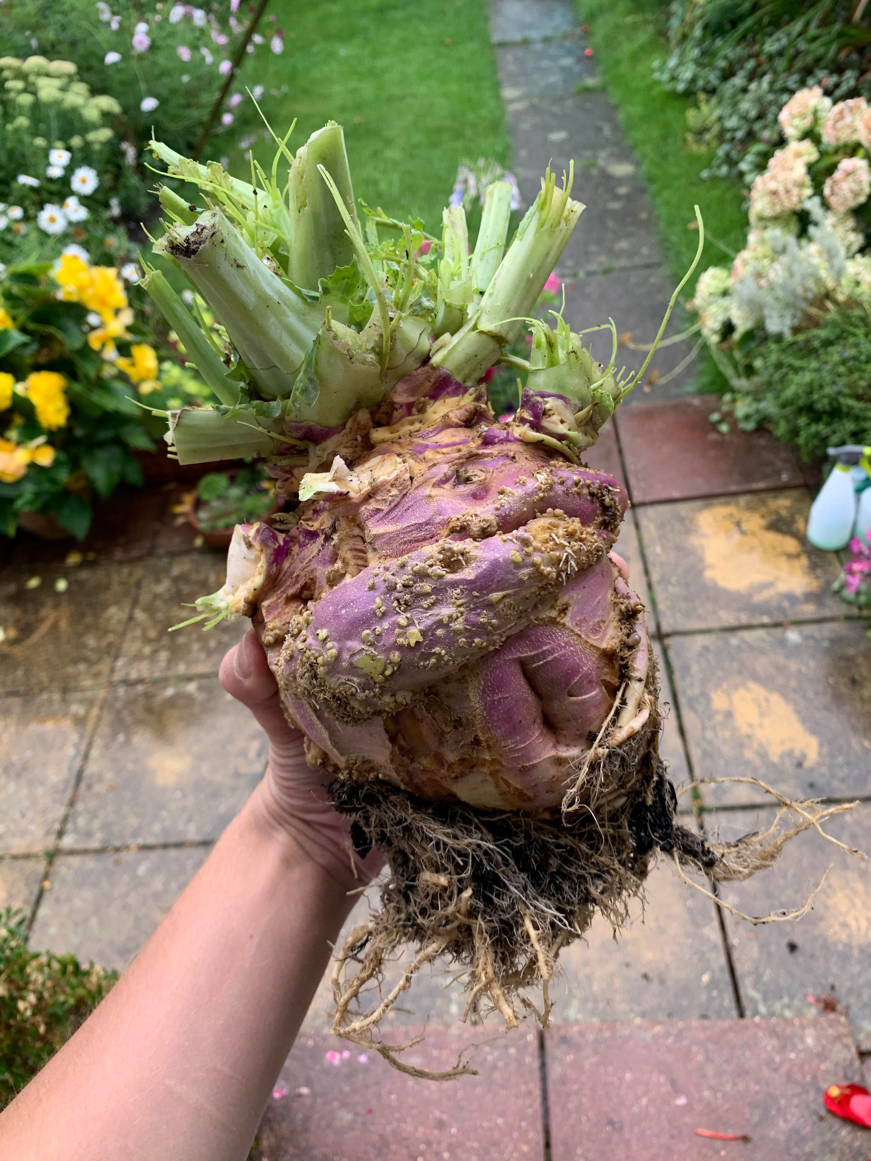 First Swede/Rutabaga for the year, it’s a bit of an ugly thing but