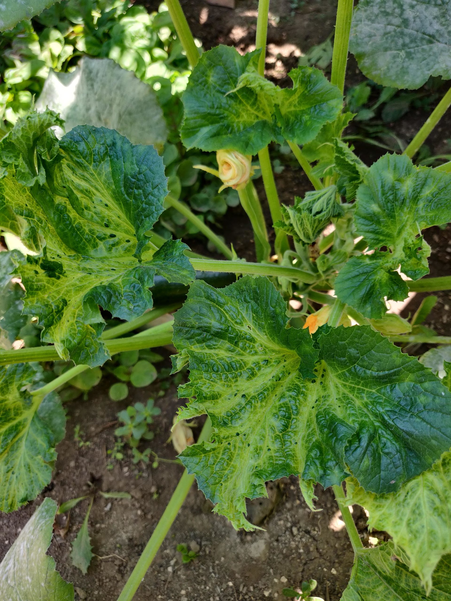 What's wrong with my squash leaves? Dining and Cooking
