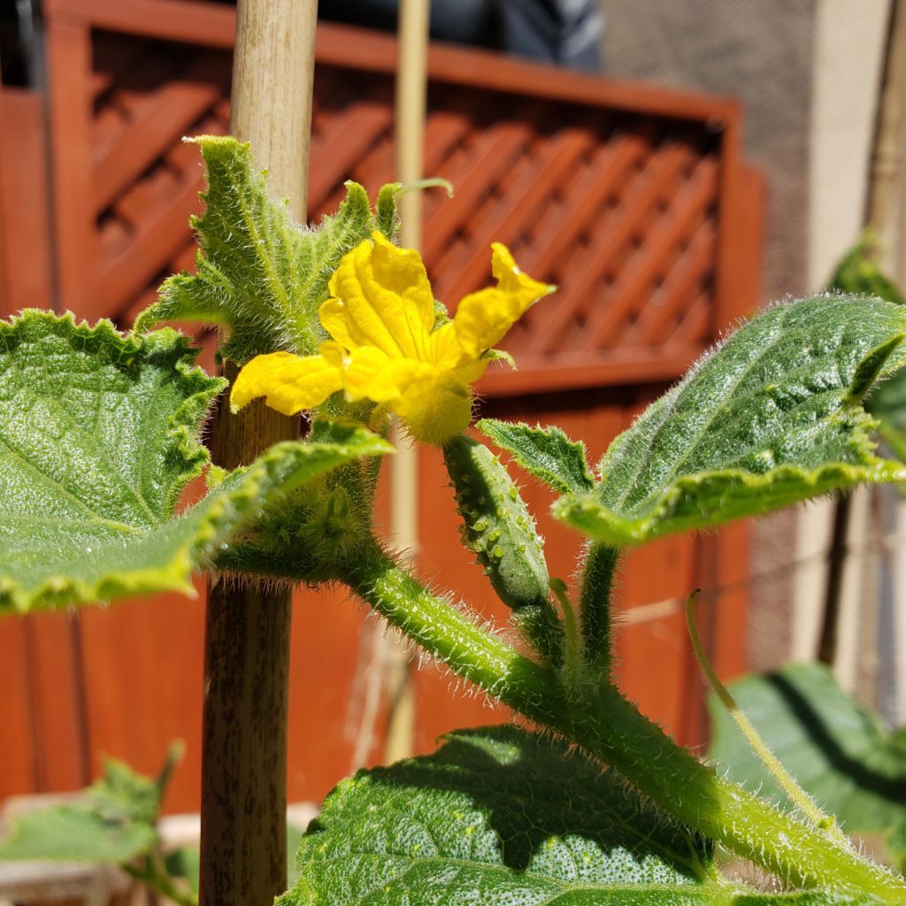 My first little cucumber. Very excited 😄