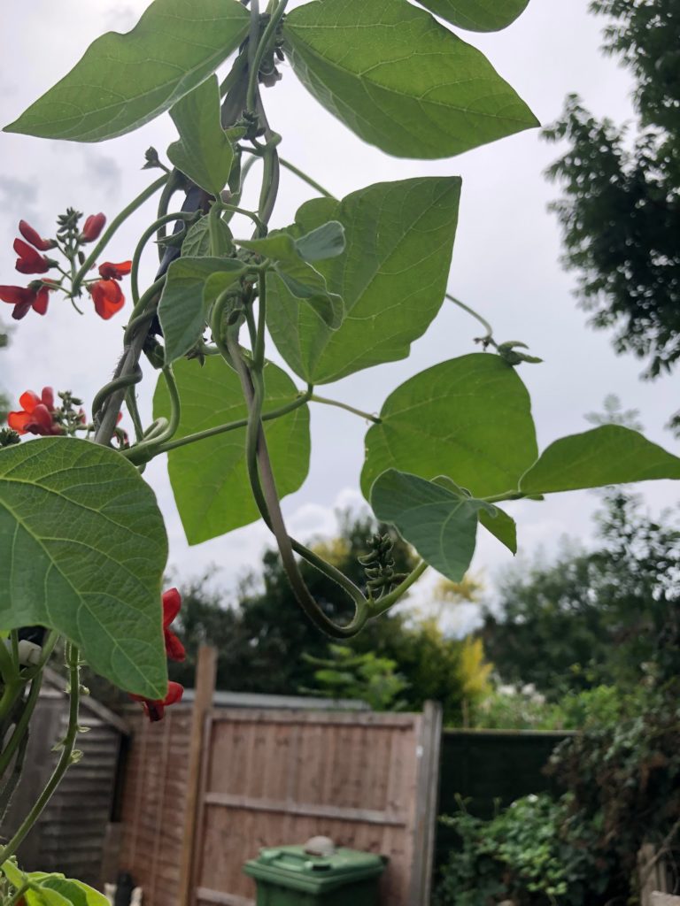 Runner bean vine snapped and climbed back up its own vine when it reached the top of my bamboo
