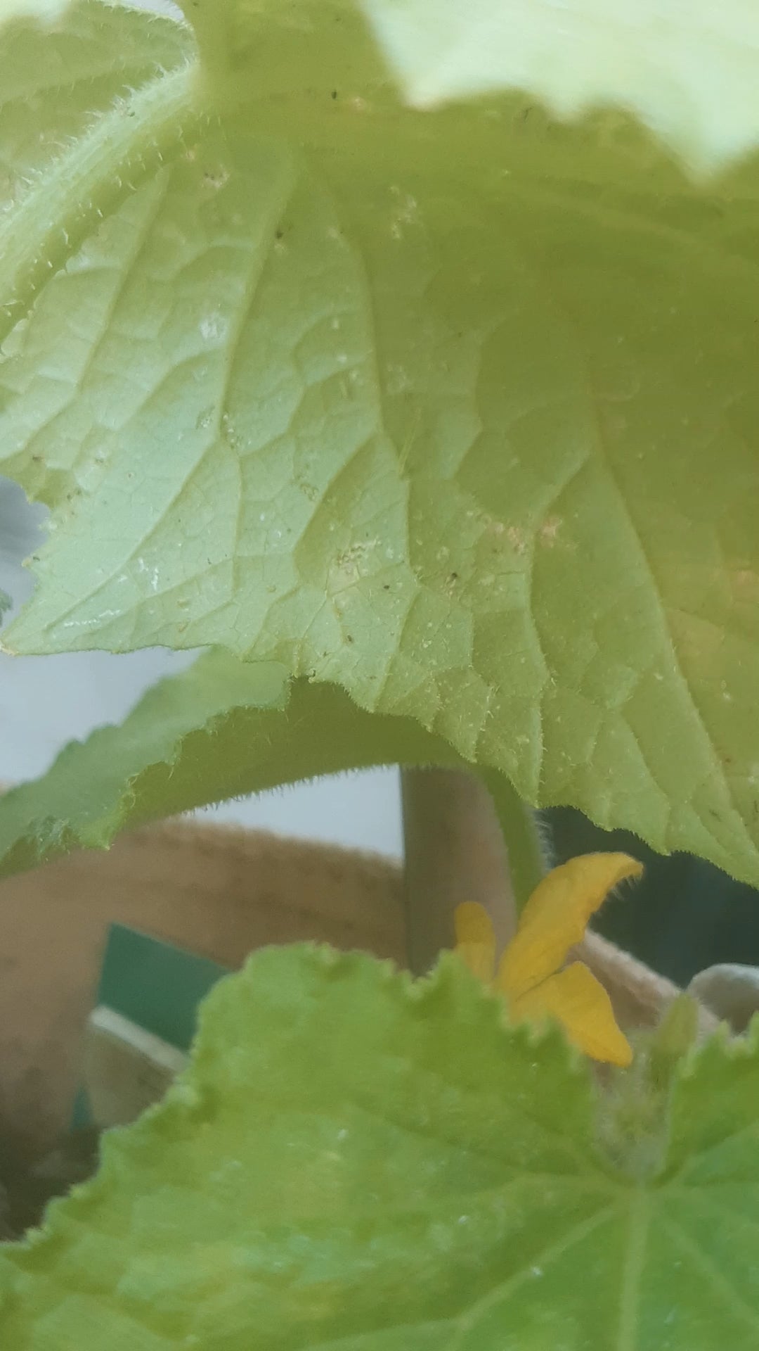 Anyone know the name of this little worm devouring my cucumber plants