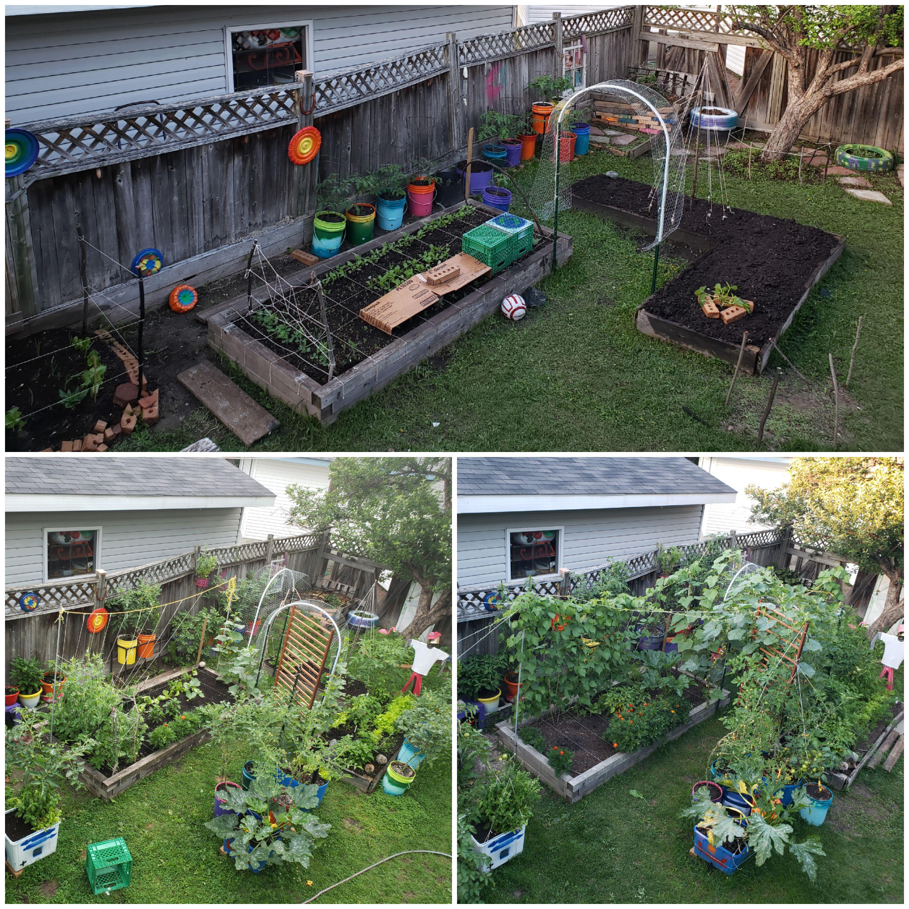 June July August Low Budget Urban Garden Project Progress You Don T Have To Spend A Lot To Grow Food We Got The Kids Involved Used Recycled And Reclaimed Materials And Got Free Seeds And