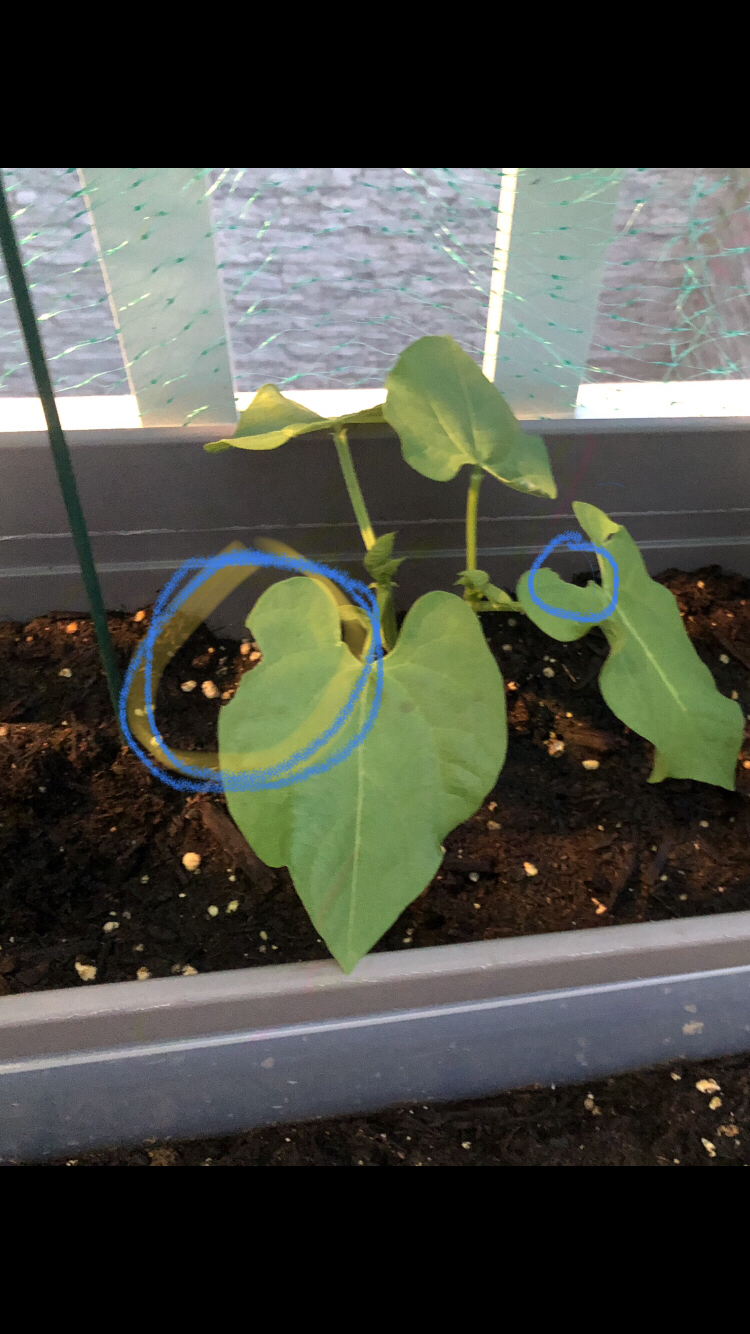 Whats eating my green bean leaves? Dining and Cooking