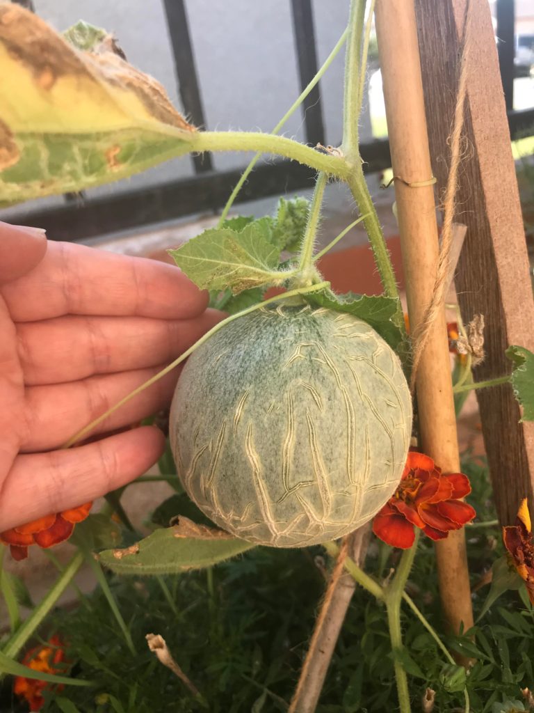 I see your cantaloupe and raise you a mini cantaloupe! (Mini sugar cube)