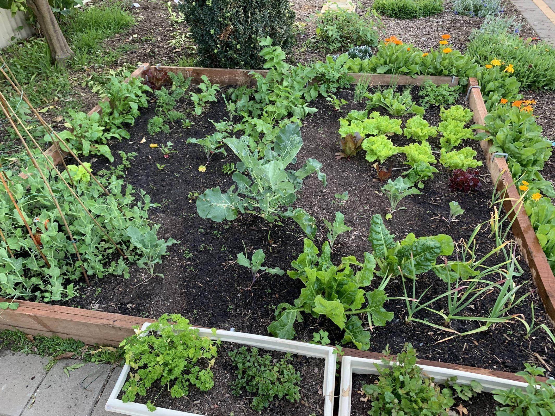 Purple sprouting broccoli older leaves turning purple is this normal