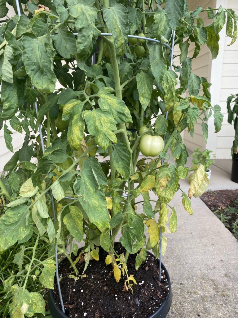 Tomato plant with yellow leaves. Is this root rot or some sort of deficiency?