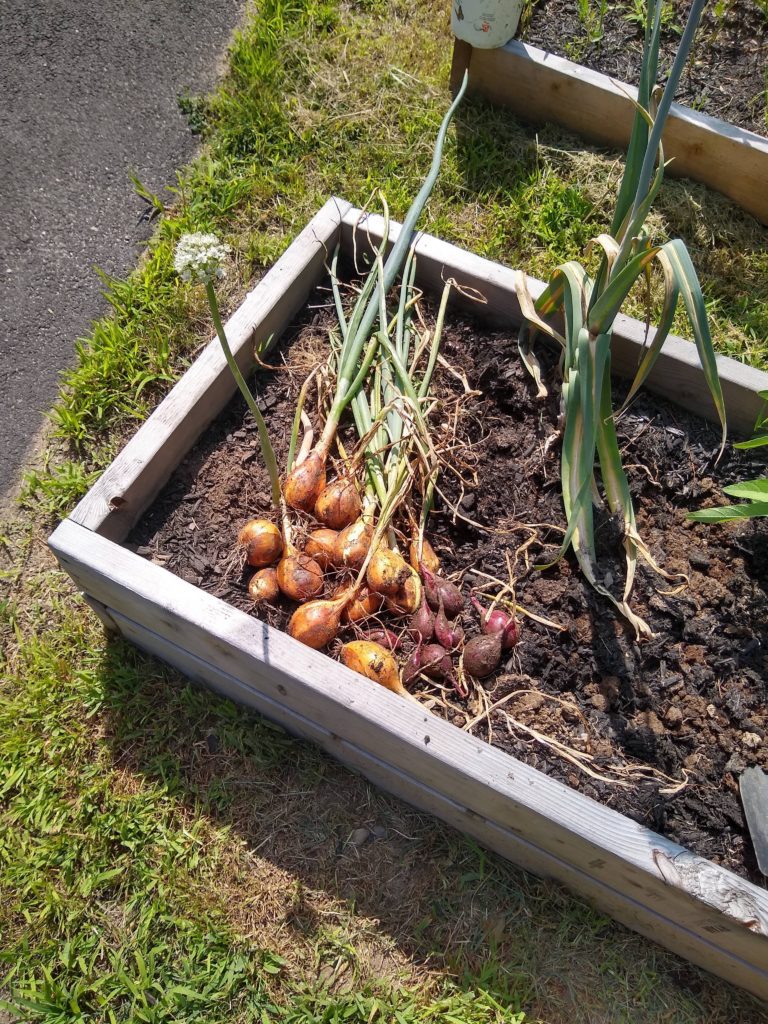 After about 5 months, I have grown some of the world's smallest red onions!