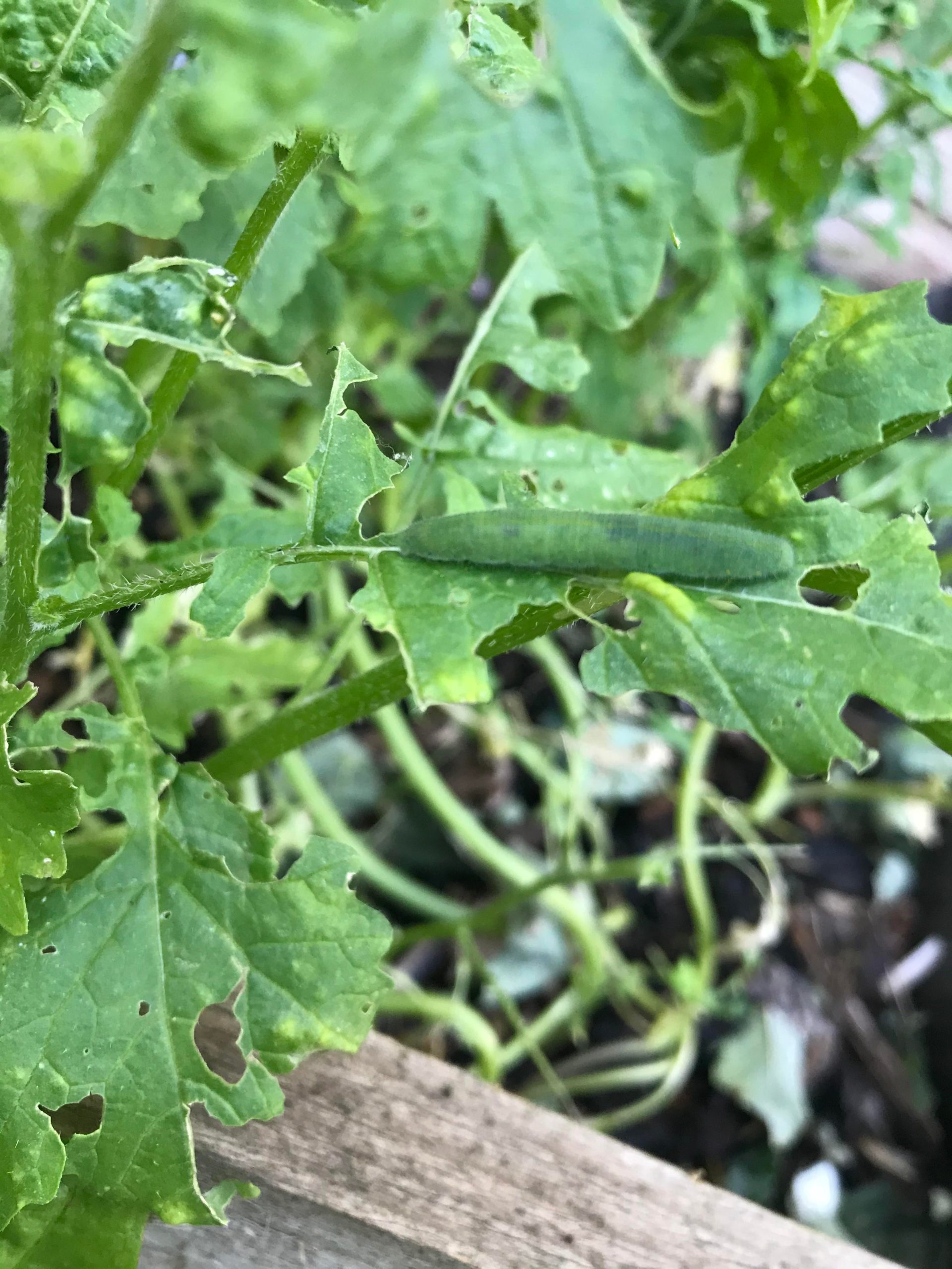 My mustard plant is being eaten by this caterpillar. What should I do