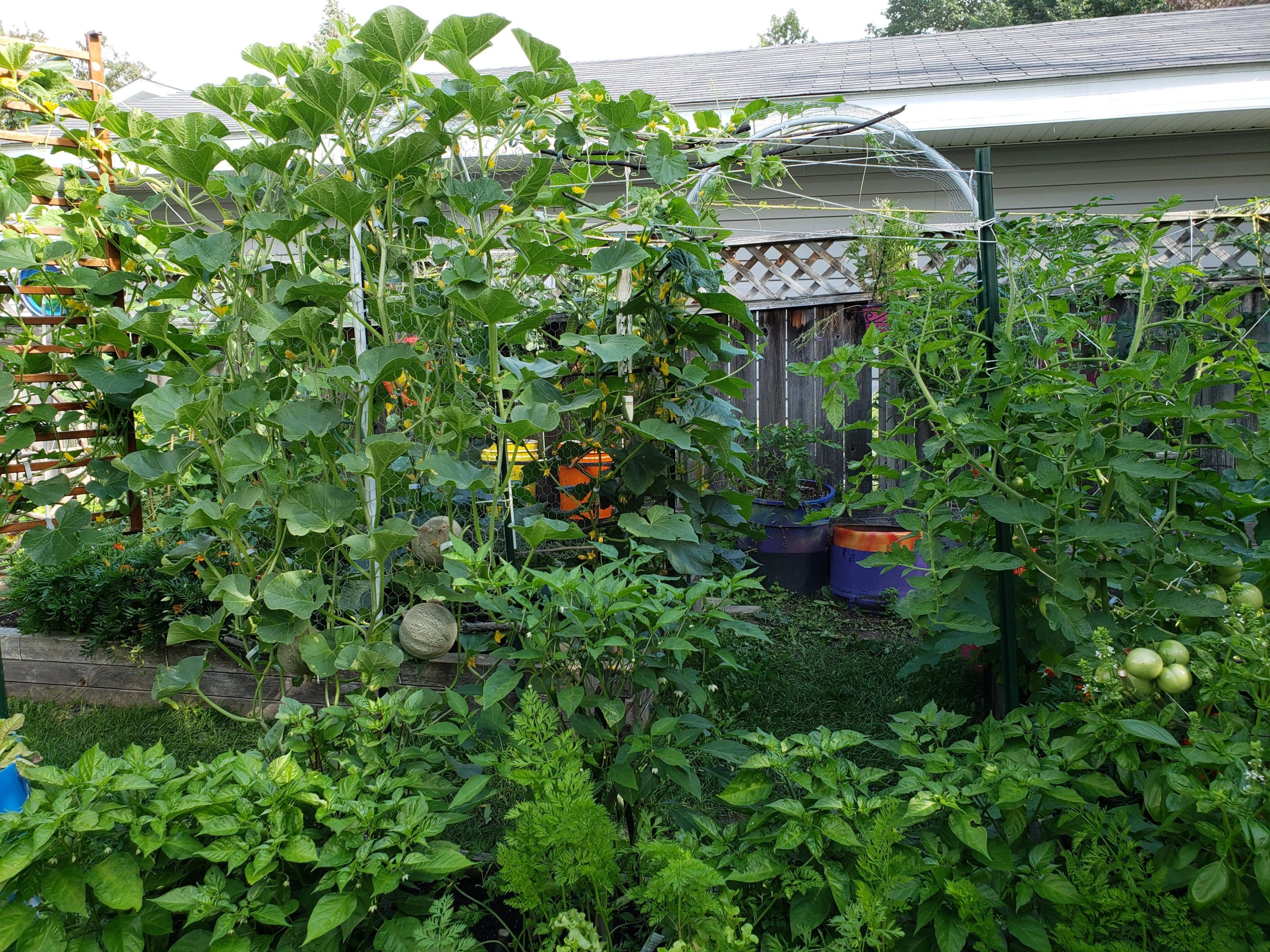 Our plants are outgrowing their trellises and taking over the backyard
