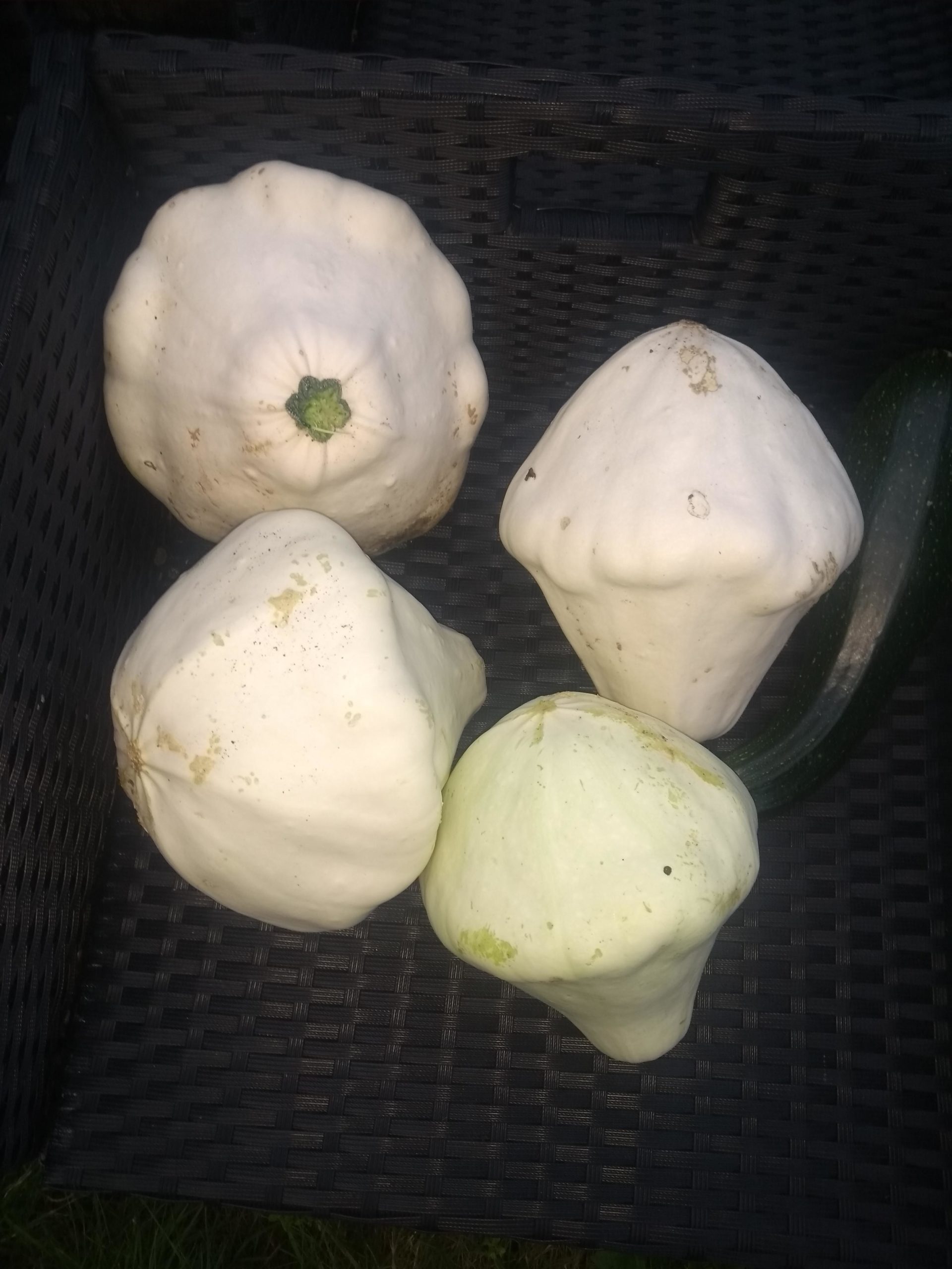 My Courgette plant grew these. What are they? Dining and Cooking