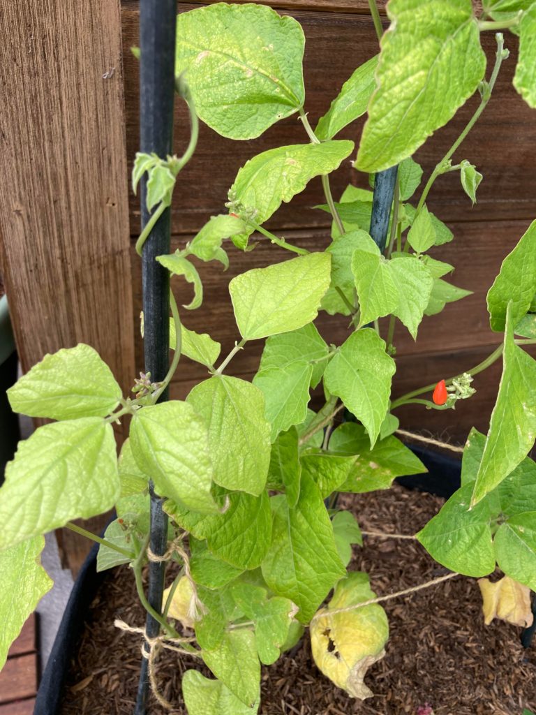What’s wrong with my runner beans?