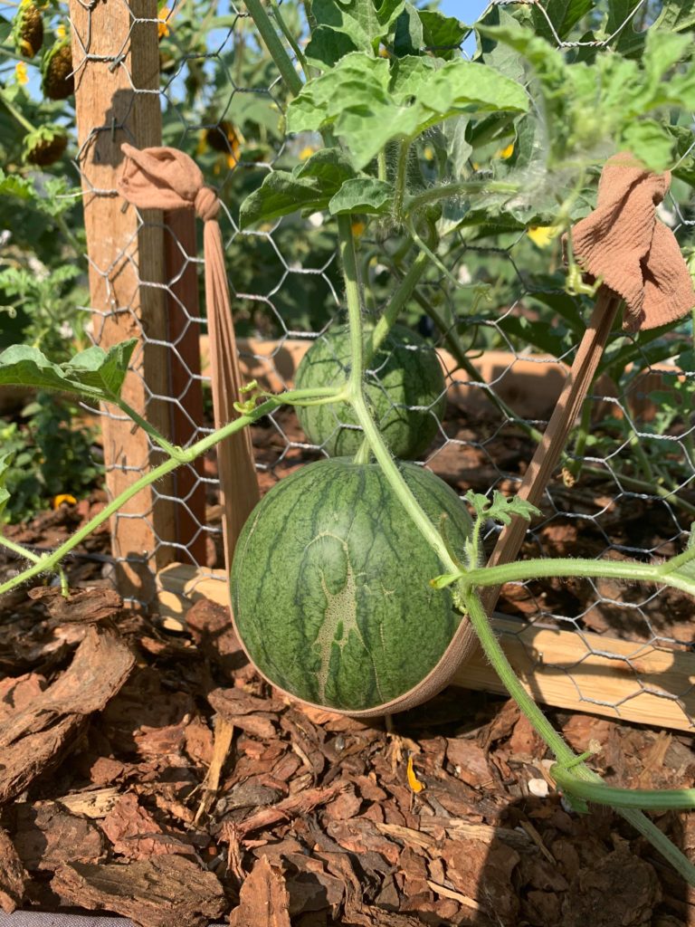 Sugar baby watermelon in her baby sling on her baby trellis (Zone 5B)