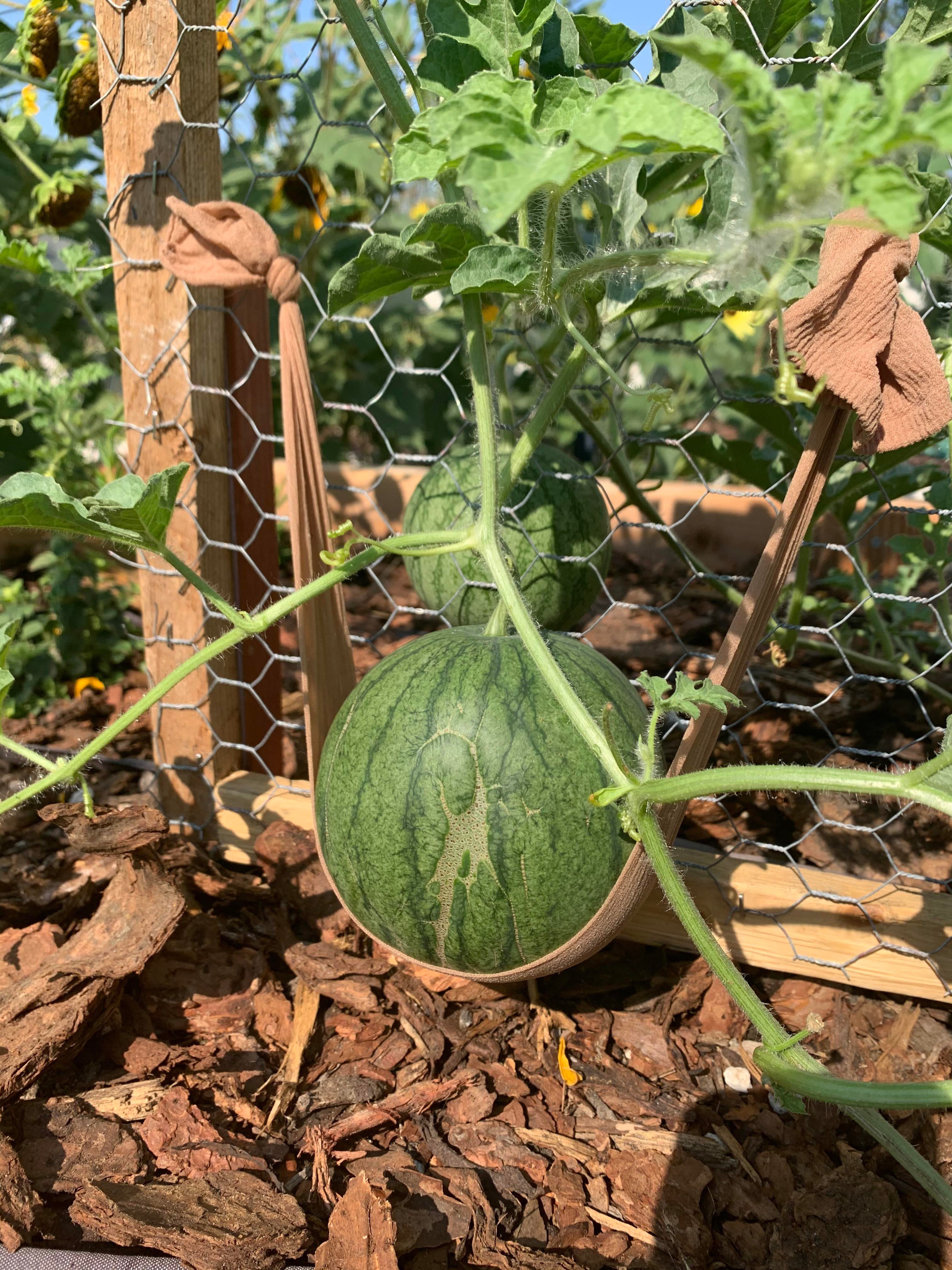 Sugar baby watermelon in her baby sling on her baby