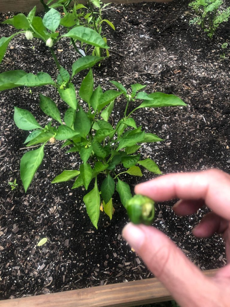 Help! Something is eating my bell peppers as soon as they sprout. Any suggestions?
