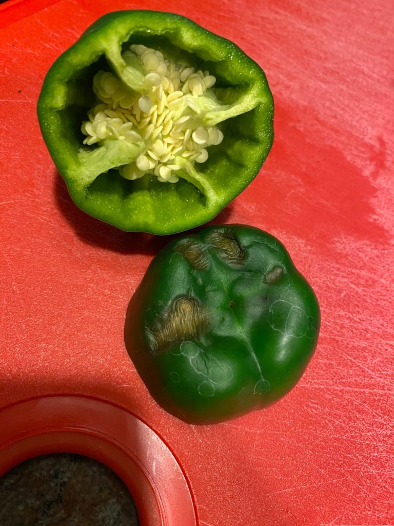 Help: for some reason my bell pepper looks bad on the bottom. Any ideas why?