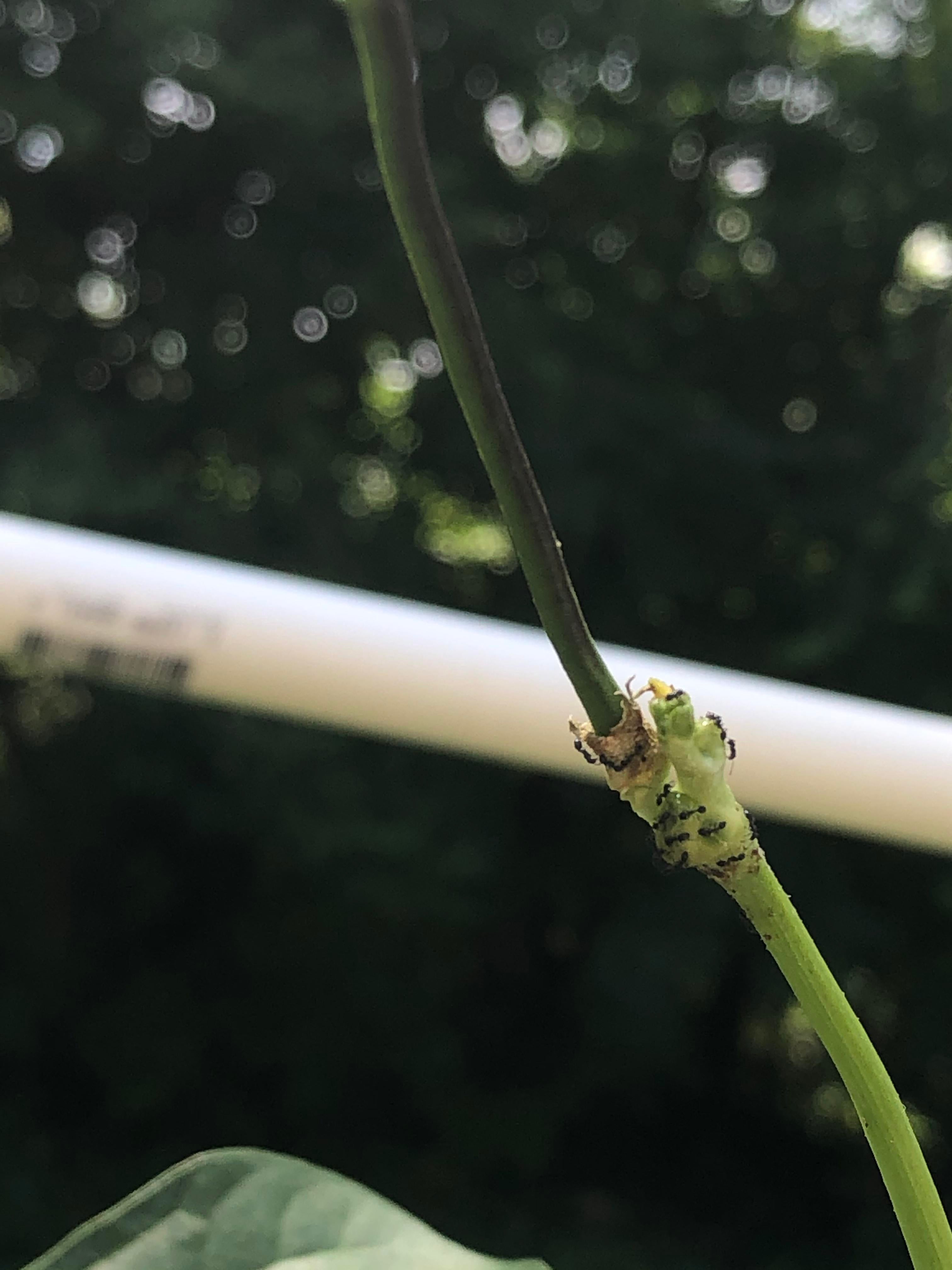 Why are there SO many ants on my beans and the flowers? Dining and