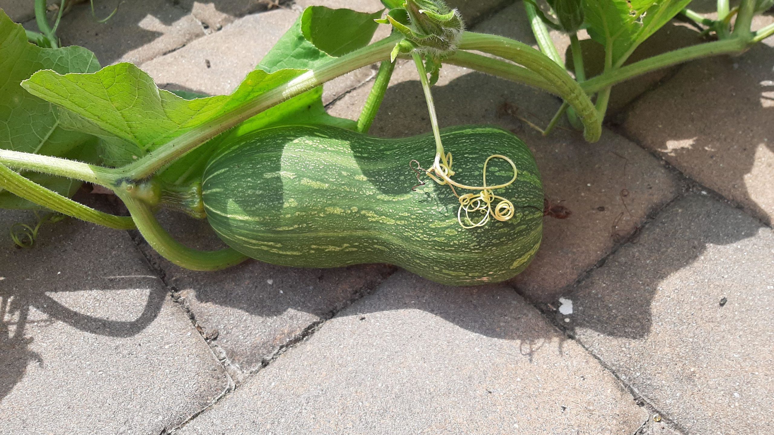 Looks like a butternut squash and a watermelon had a baby. What is this