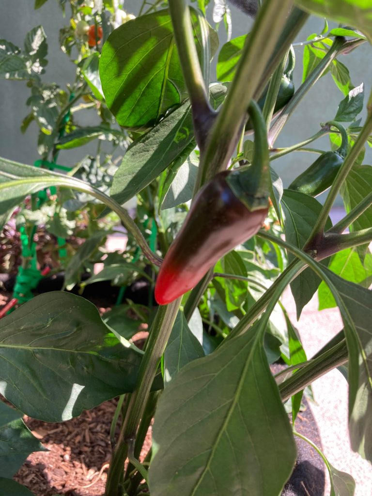 Jalapeños are turning red?? Are they supposed to do that?