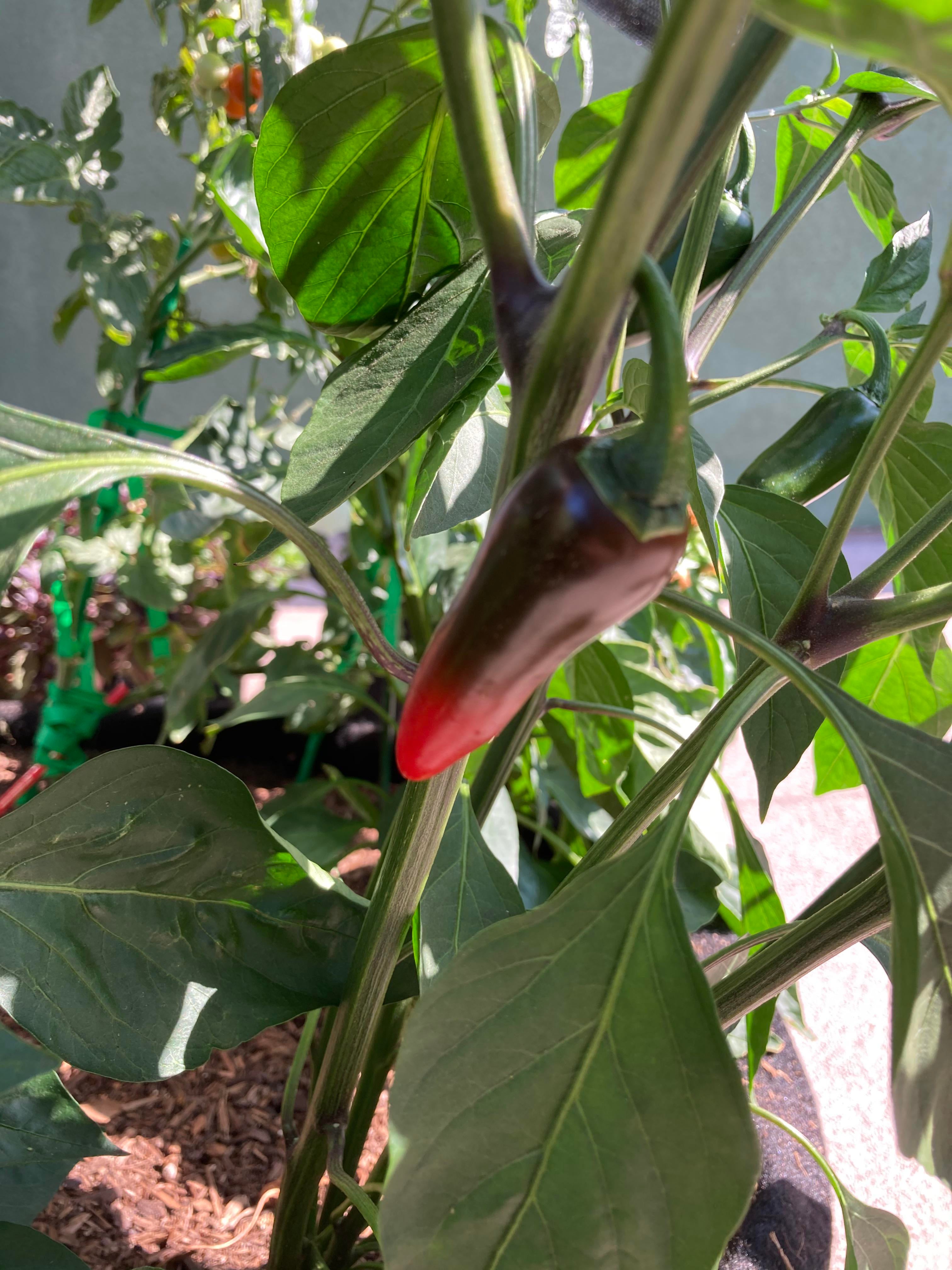 Jalapeños are turning red?? Are they supposed to do that? Dining and