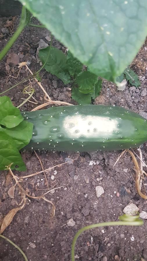 There is a white spot on one of my cucumbers, I'm not sure if this is