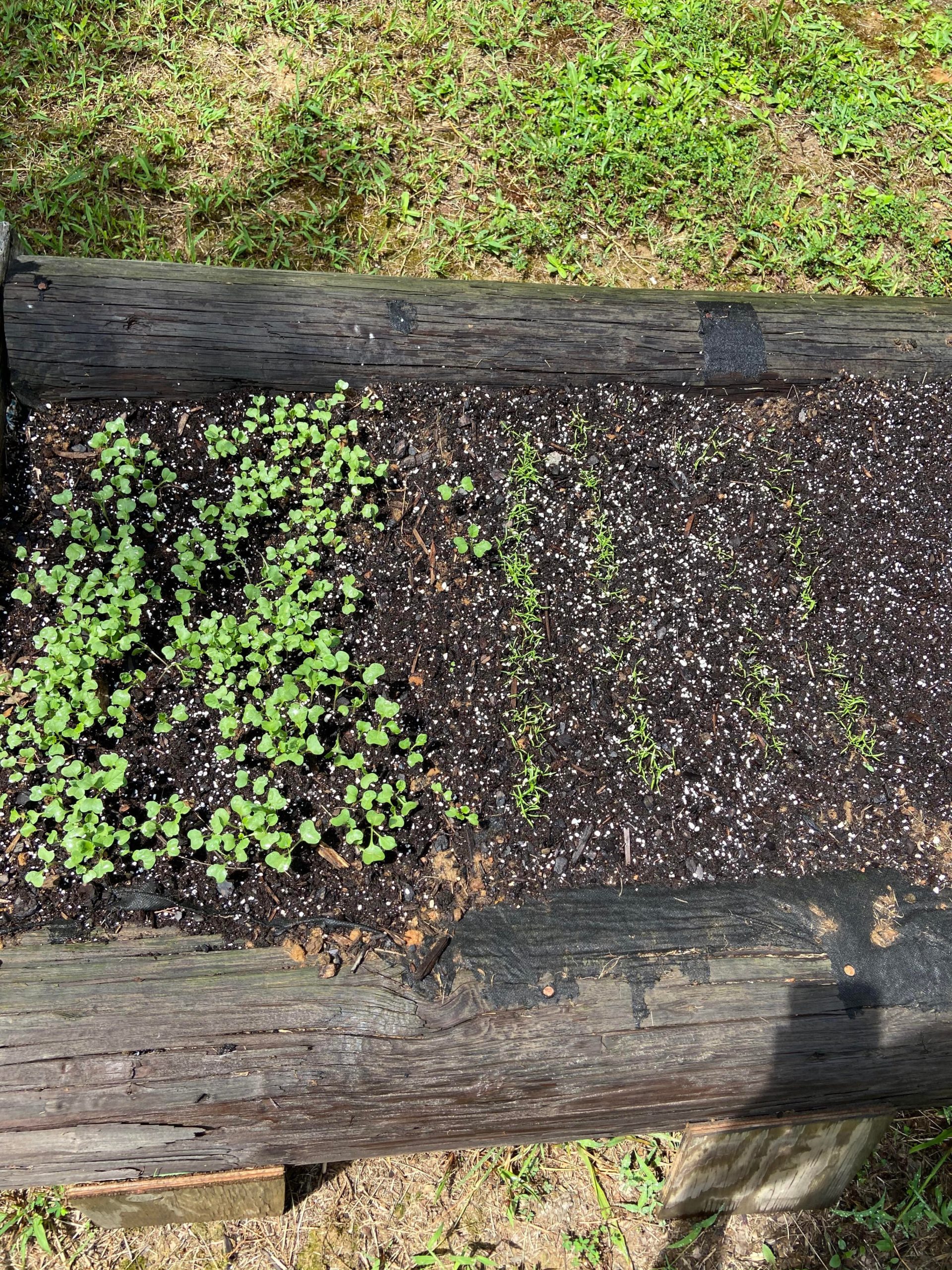 First time planting in August(KY)how are my broccoli and carrot sprouts looking? Dining and