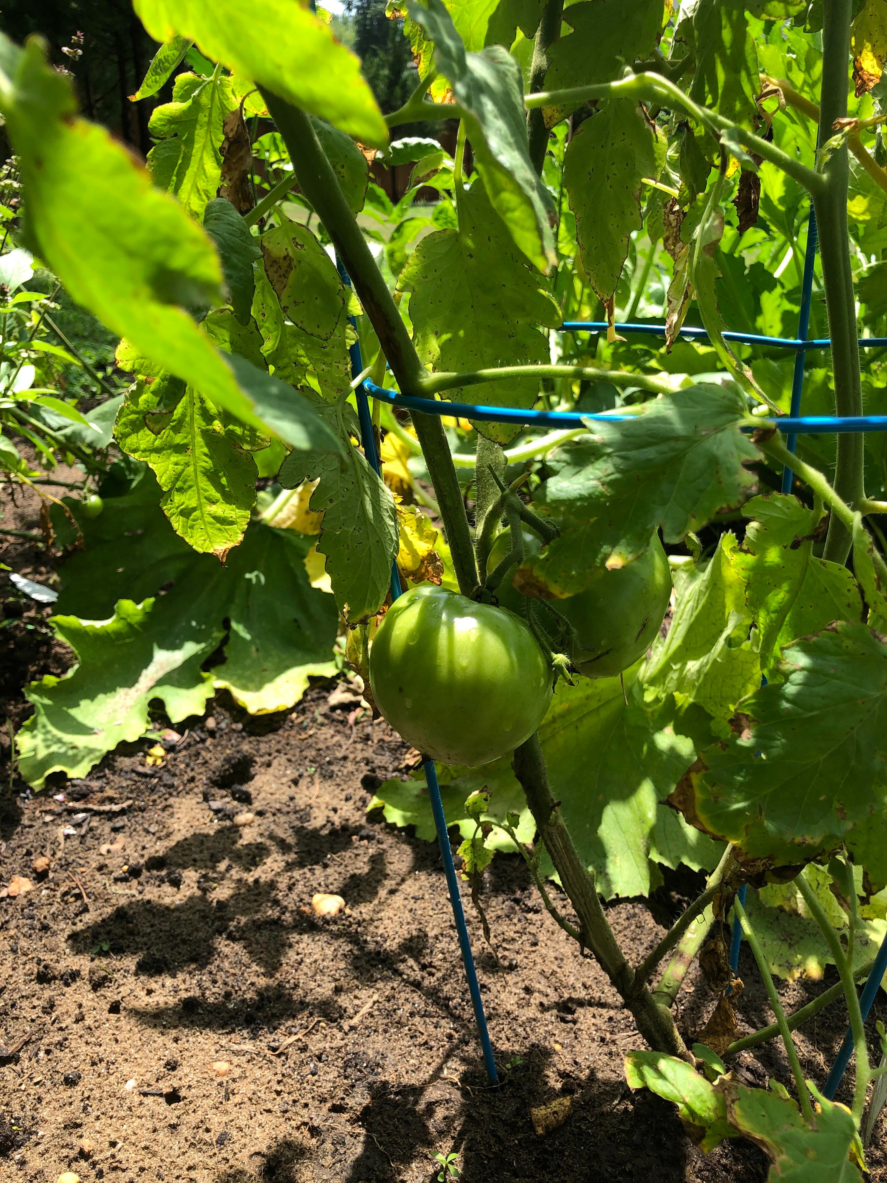 How long does it take for tomatoes to ripen? It’s been green for at