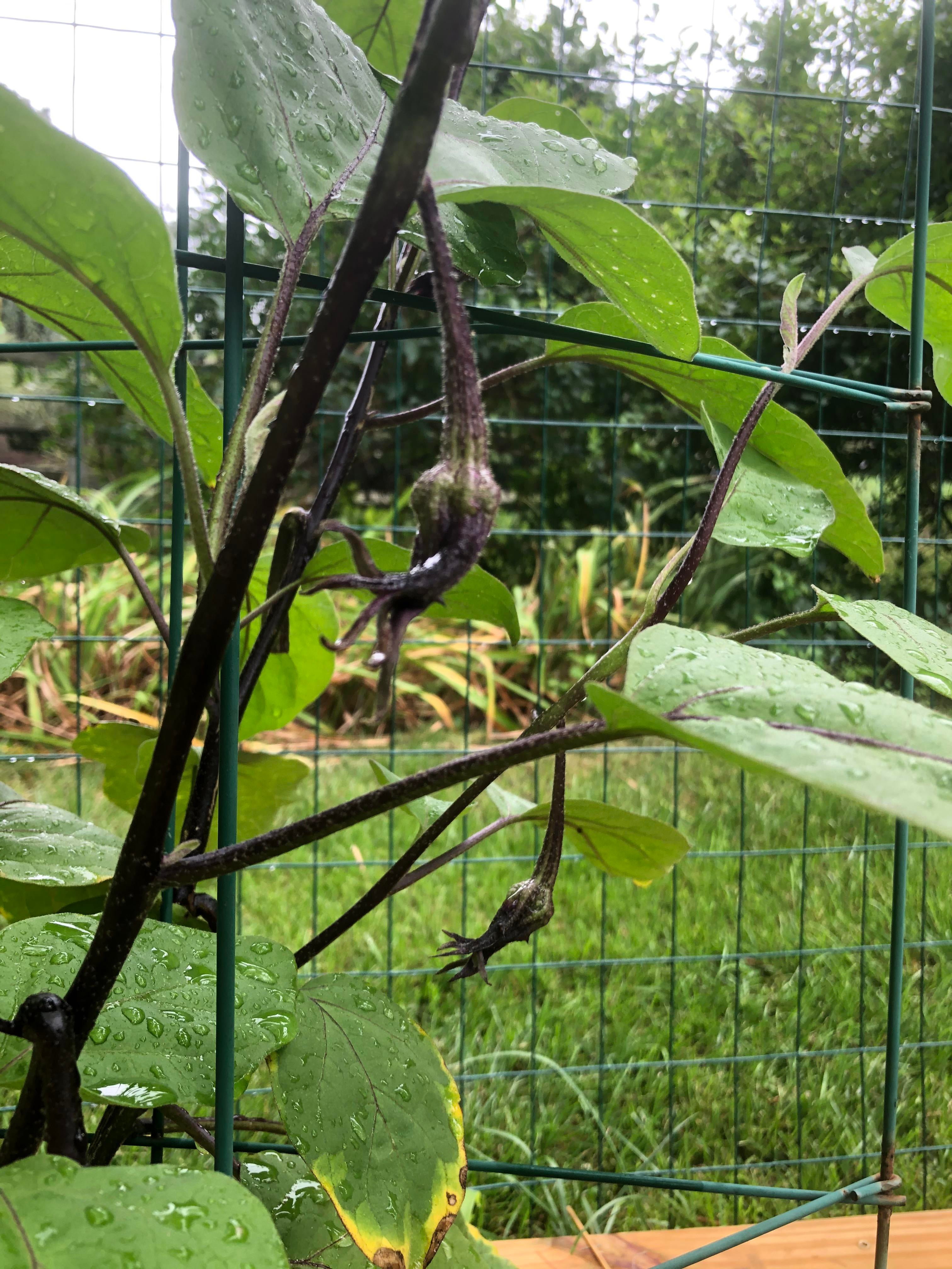 Will these stems ever grow into eggplant? They’ve been chilling like