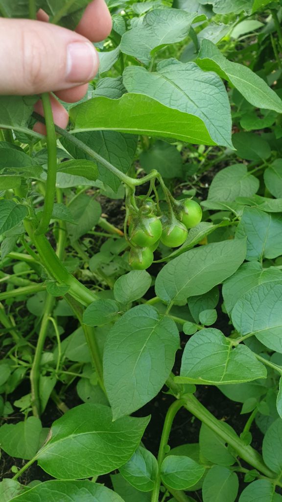 This is a potato plant, why does it look like it's growing tomatoes? What should I do?