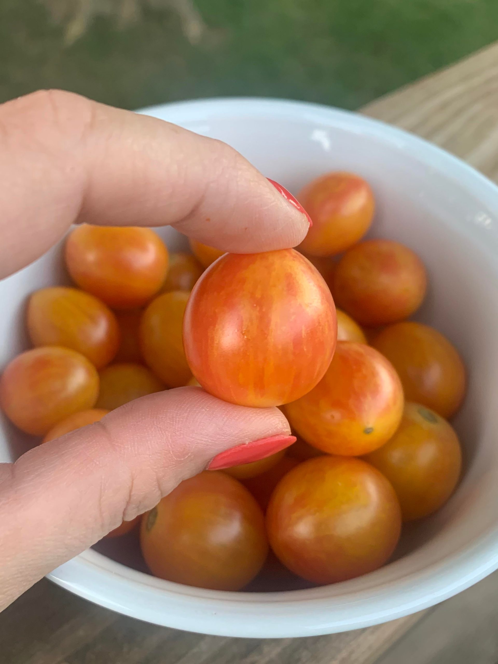 The Buzzing Beauties Of Bumble Bee Tomatoes