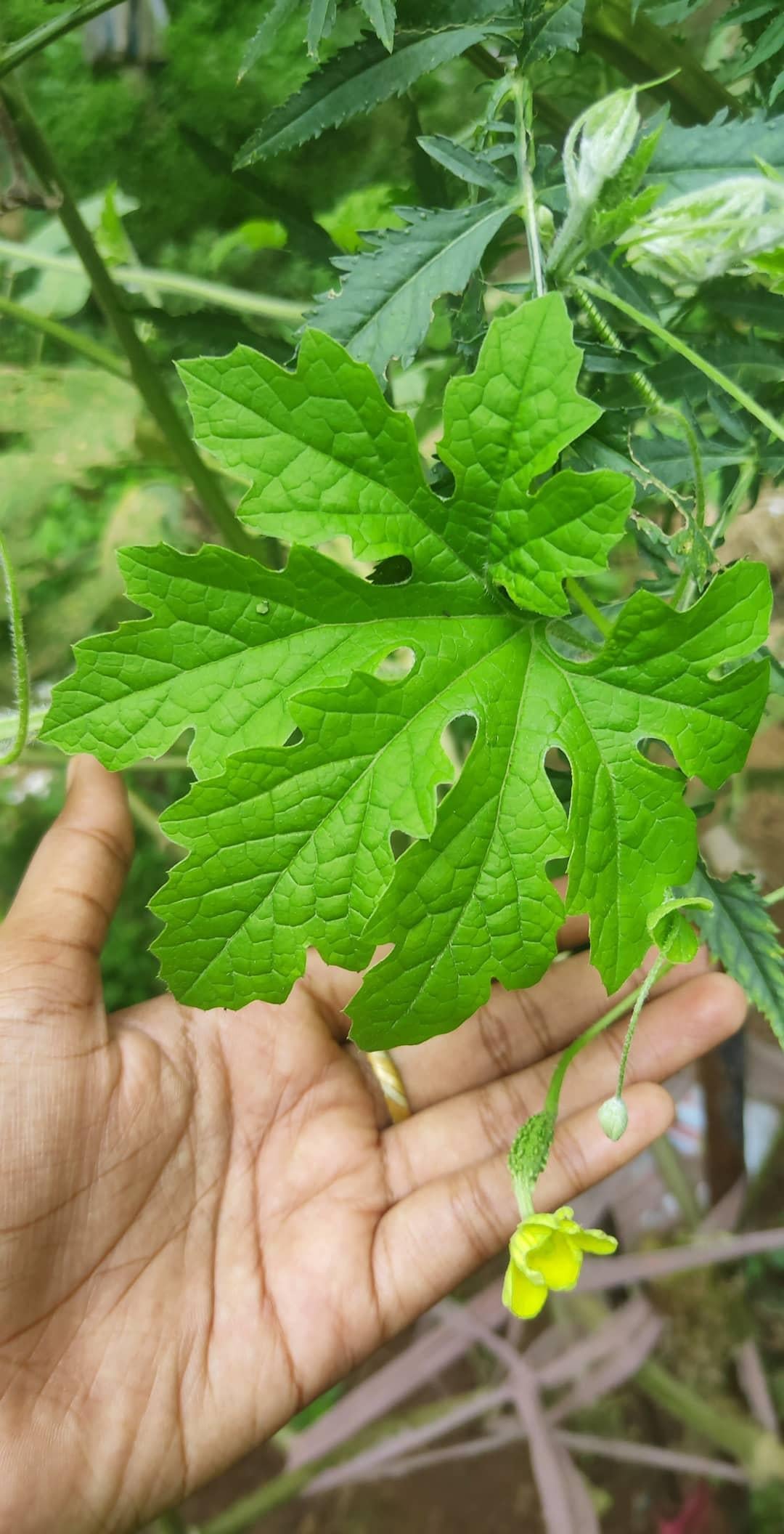 Cutest Baby Bitter Gourd 3 Dining And Cooking