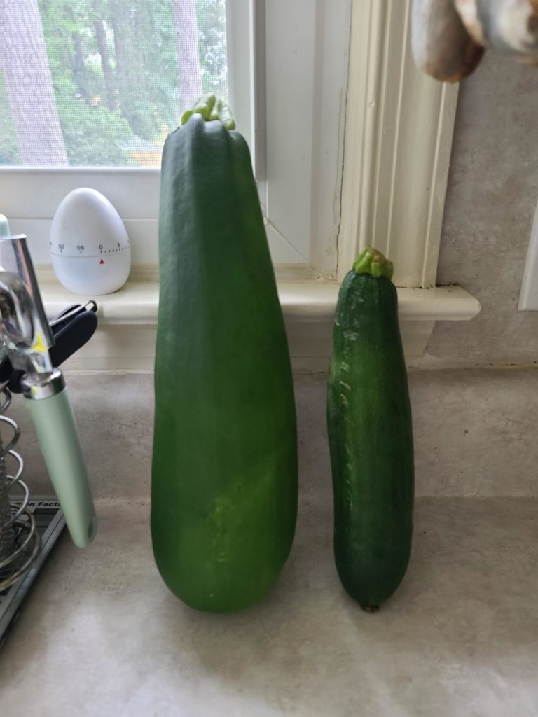 My dad grew the biggest zucchini I've ever seen (zucchini from store next to it for scale)