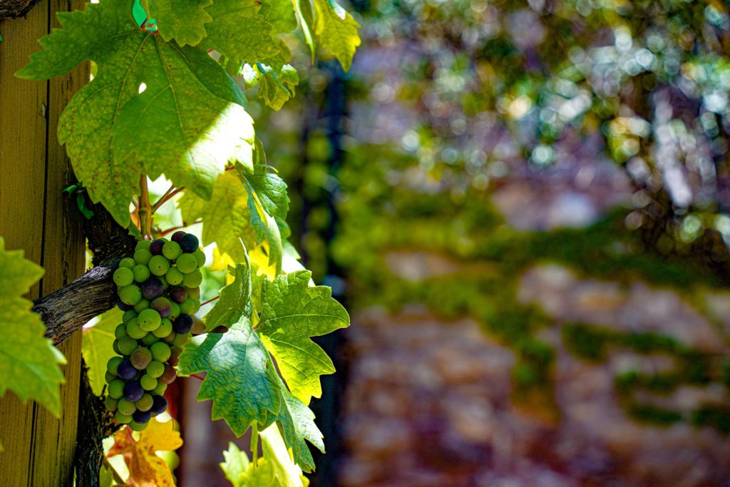 Pinot Noir grapes ripening on the vine at Regale Winery in the Santa Cruz Mountains
