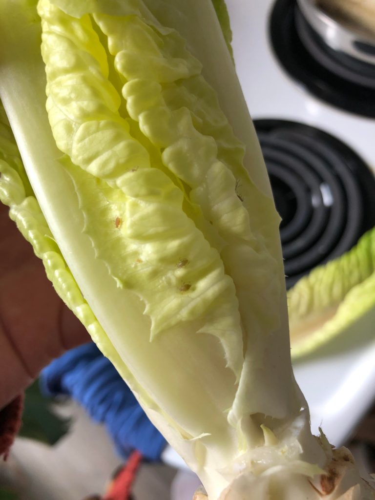 What are these bugs on my lettuce?