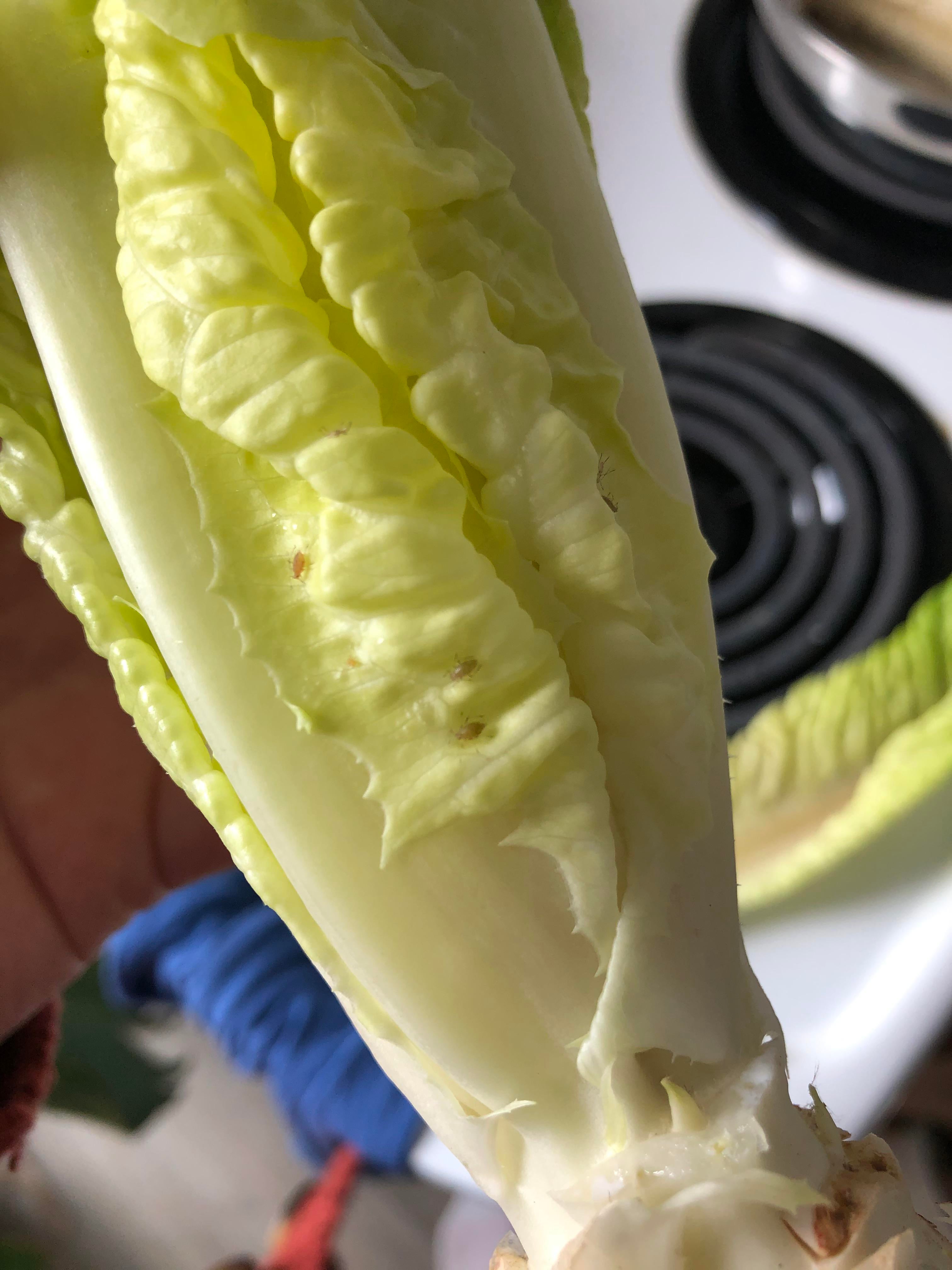 What are these bugs on my lettuce? Dining and Cooking