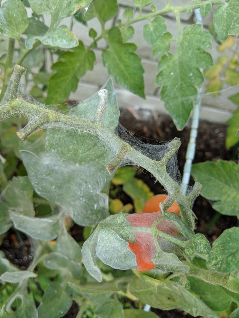 In addition to yellowing leaves, Is this webbing a sign of spider mites?
