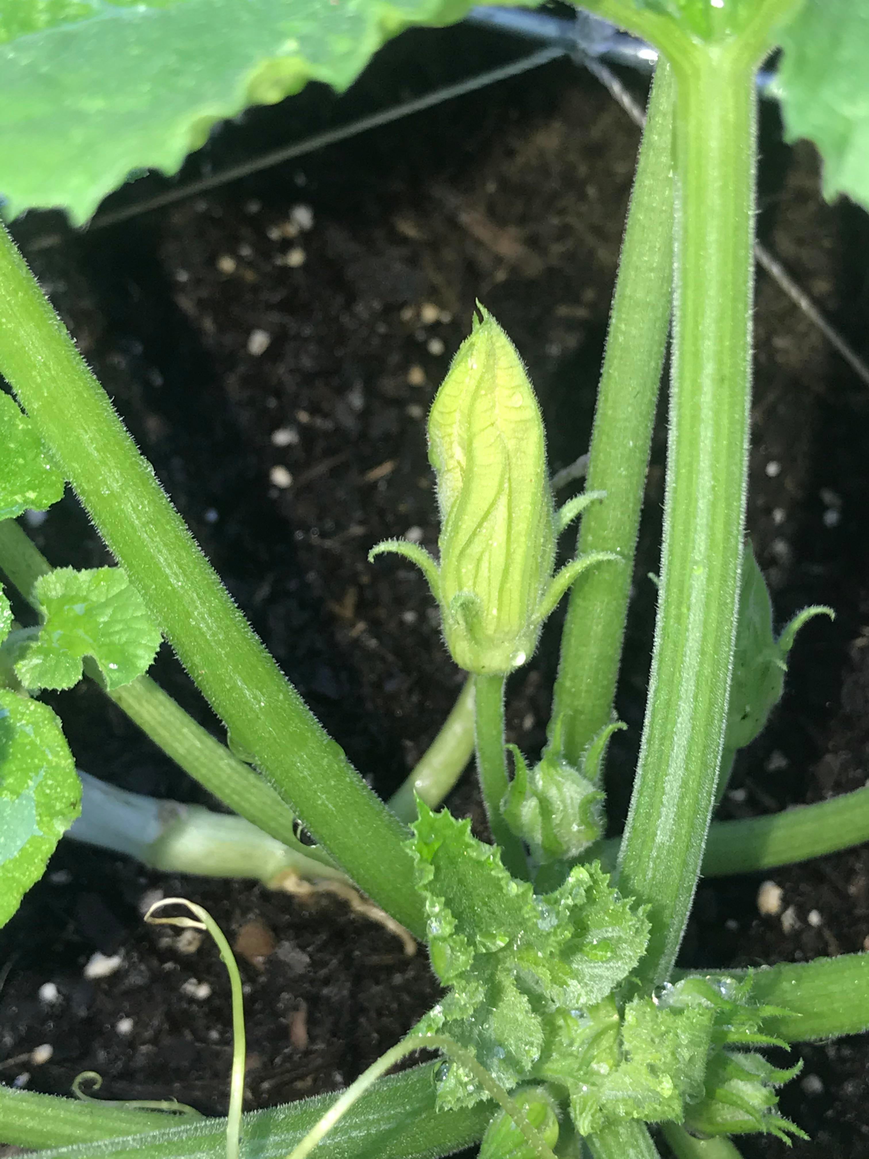 My cucumber plant is growing like crazy but no flowers so far, only