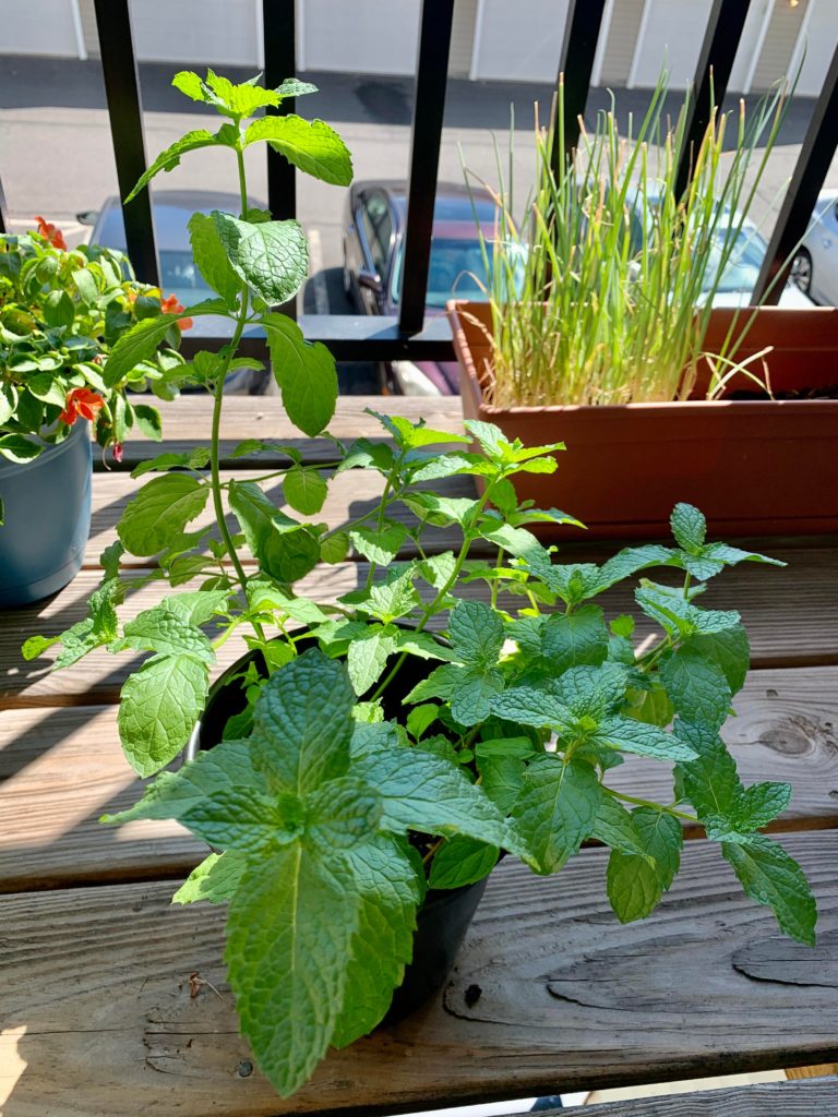 Mint plant doubled in size in two weeks! Now I know why it’s invasive.