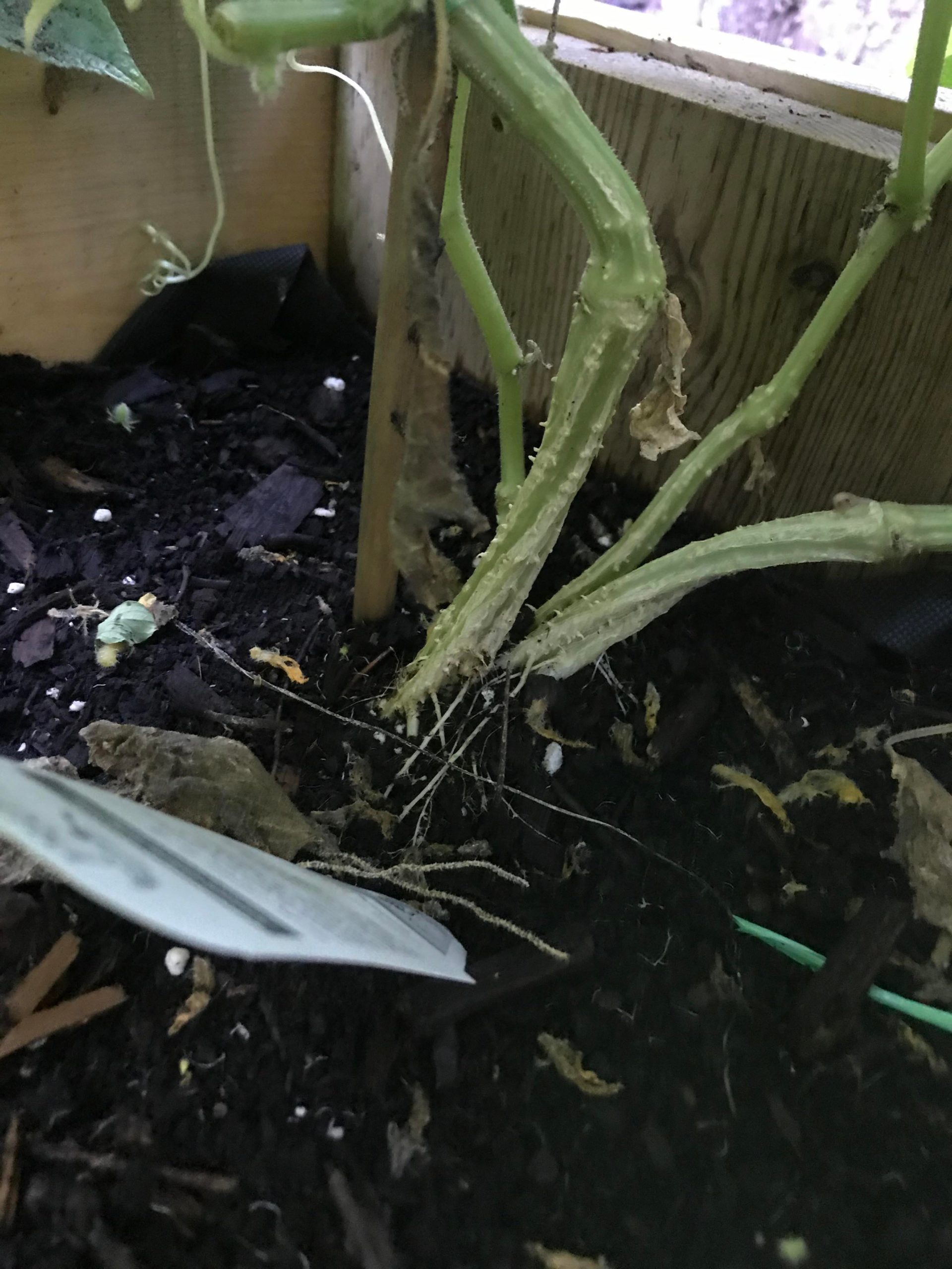 Does my cucumber have squash vine borers? Dining and Cooking